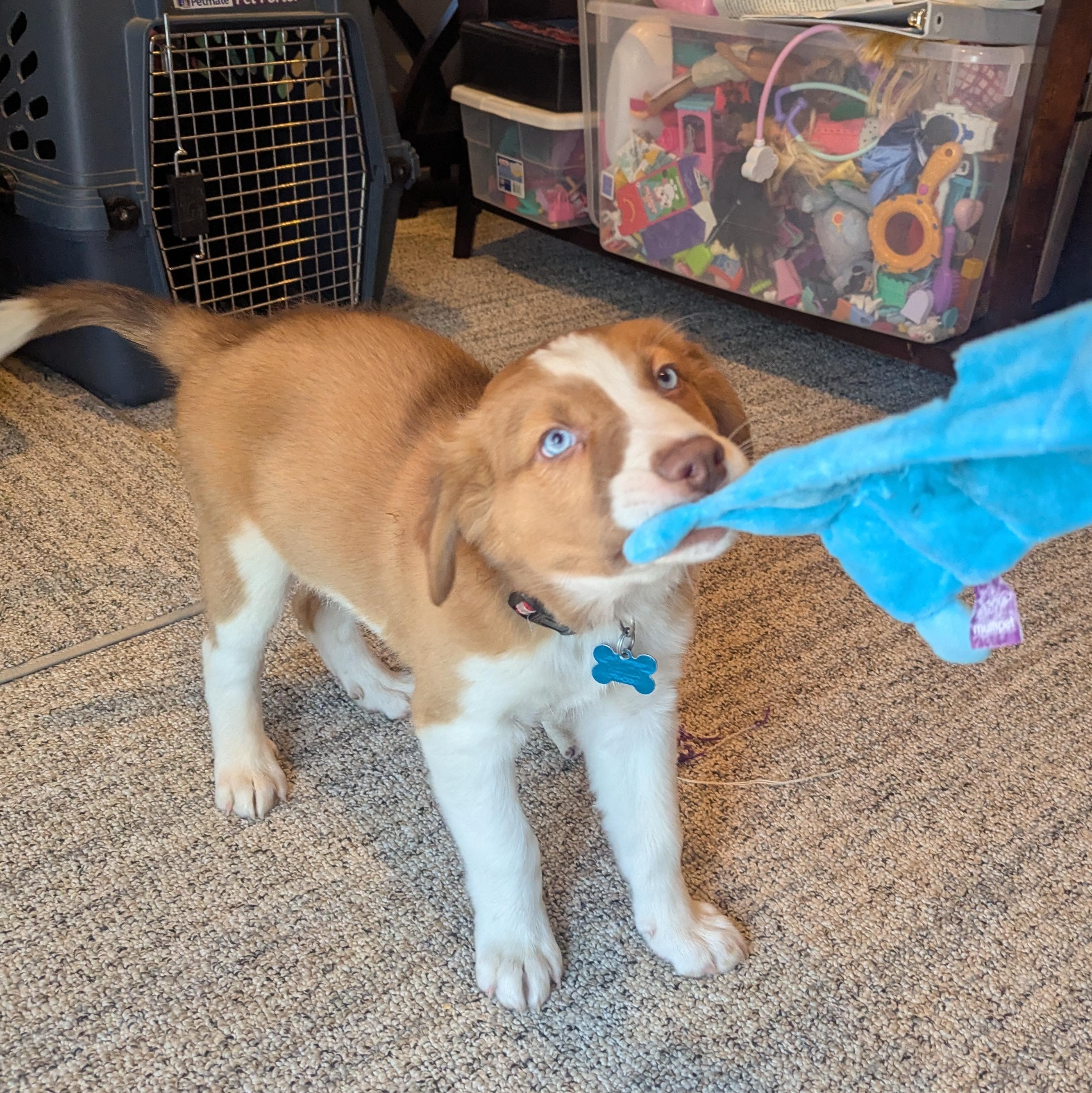 Enlarge Lance, a ADOPTABLE mixed breed in Minneapolis, MN image 3/4