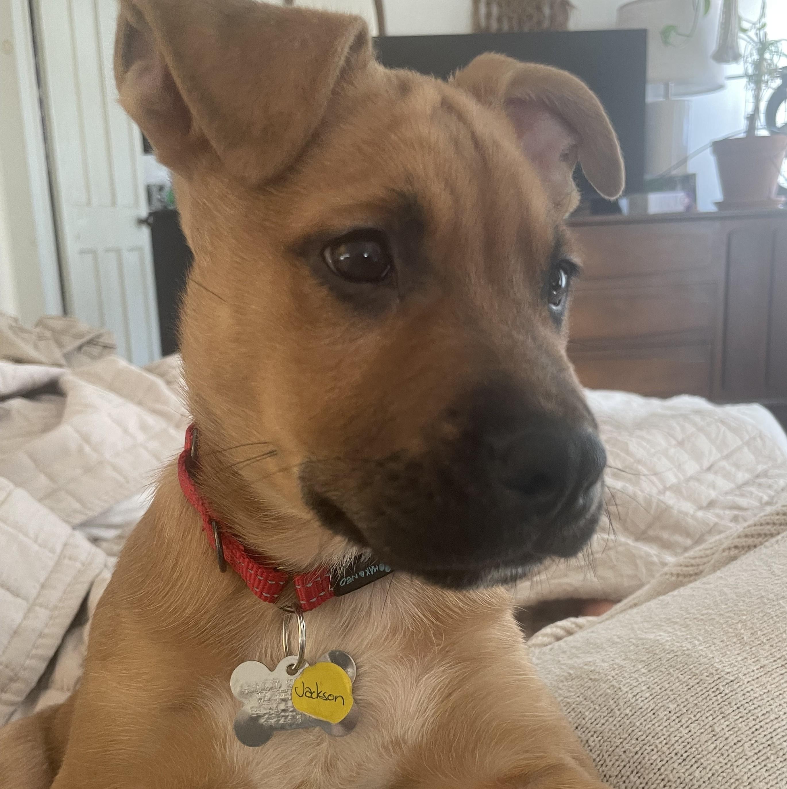 Jackson, a Adoptable mixed breed in Albany, NY image 6/6