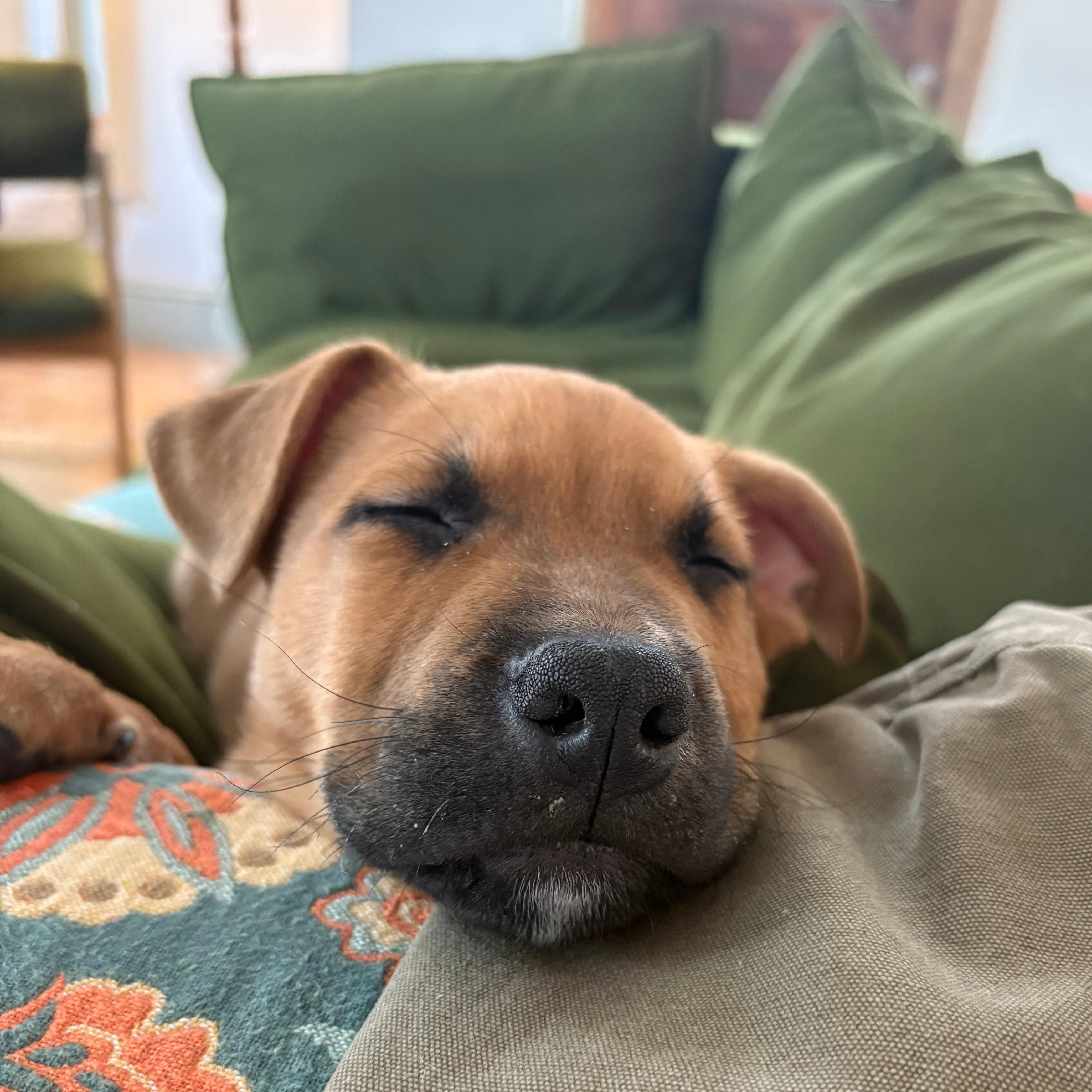 Jackson, a Adoptable mixed breed in Albany, NY image 5/6