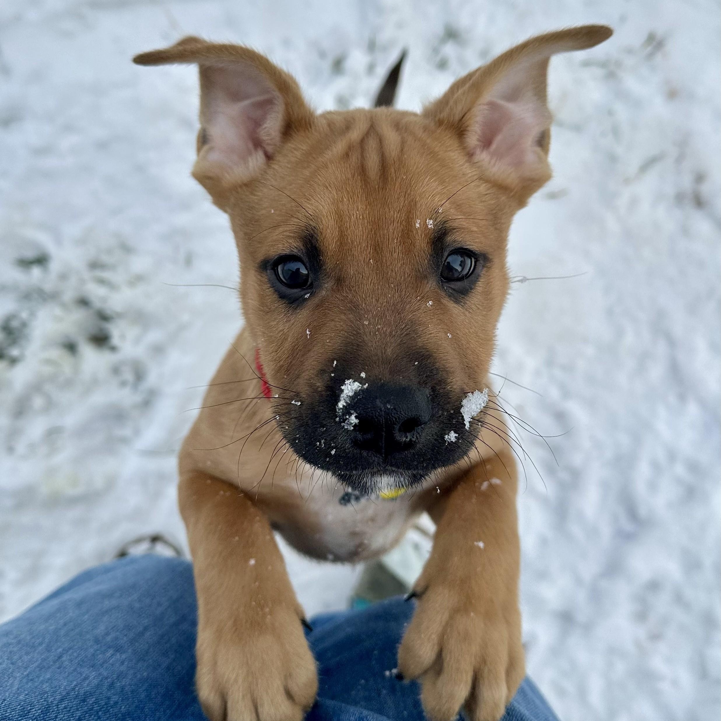 Jackson, Adoptable, Puppy Male Hound.