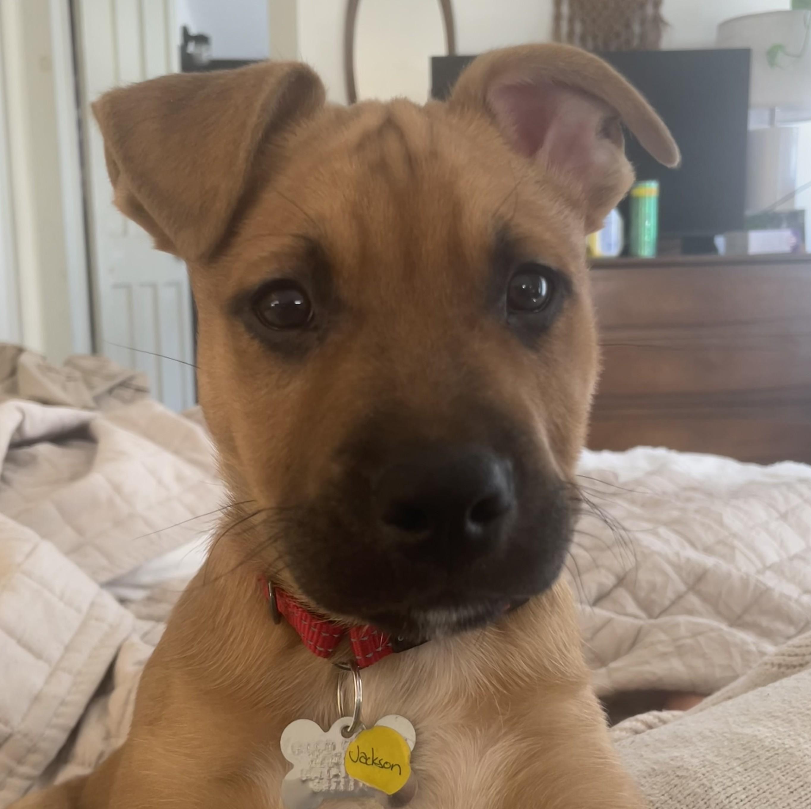 Jackson, Adoptable, Puppy Male Hound.