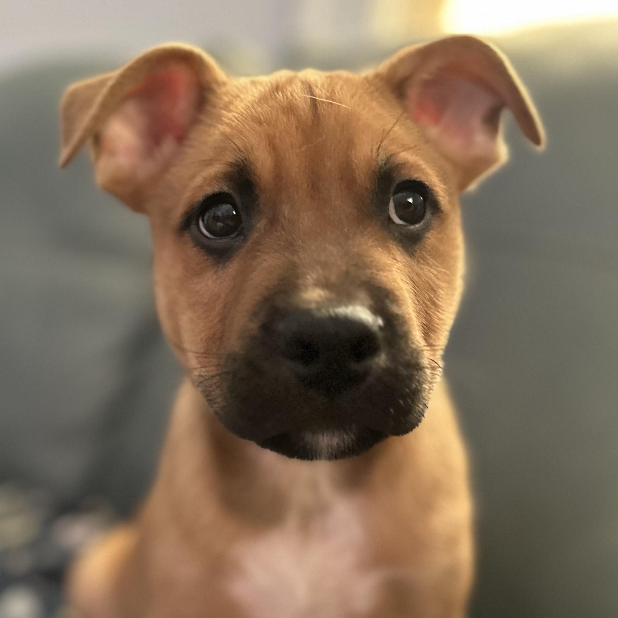 Jackson, a Adoptable mixed breed in Albany, NY image 3/6