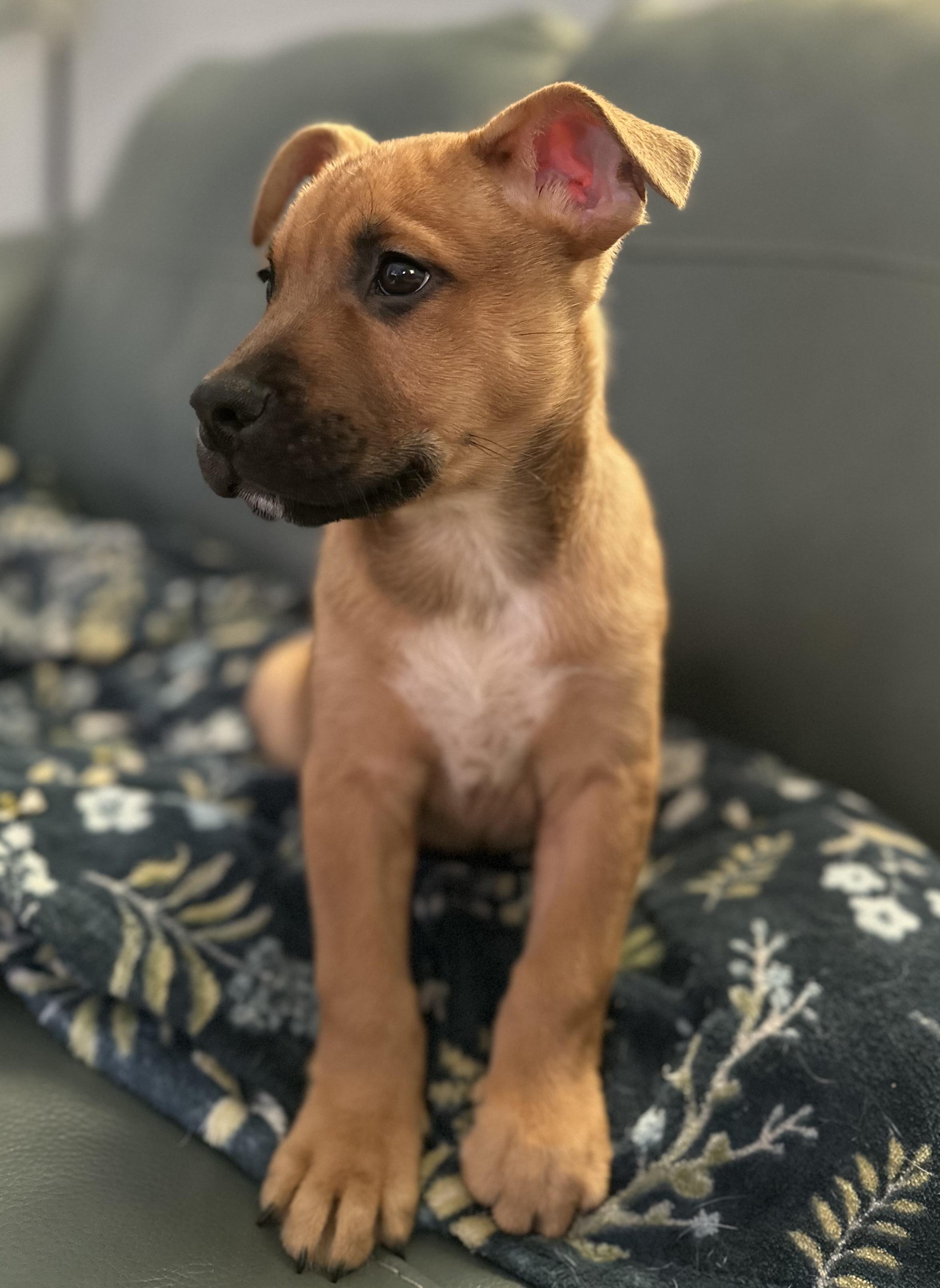 Jackson, a Adoptable mixed breed in Albany, NY image 4/6