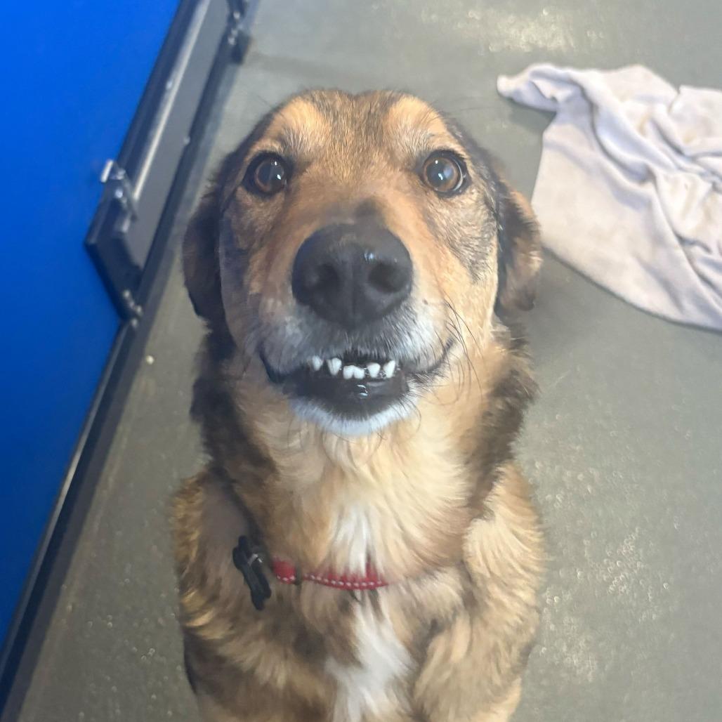 Dinky, Adoptable, Adult Male Shepherd.