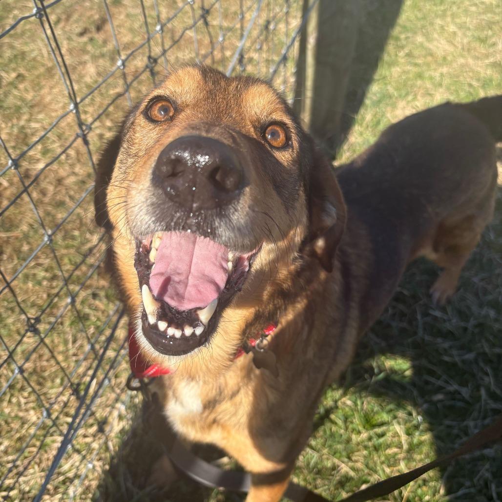 Enlarge Dinky, a Adoptable Shepherd in Marion, VA image 2/6