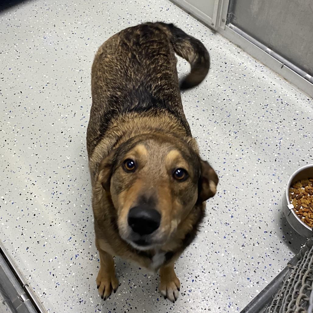 Enlarge Dinky, a Adoptable Shepherd in Marion, VA image 1/2