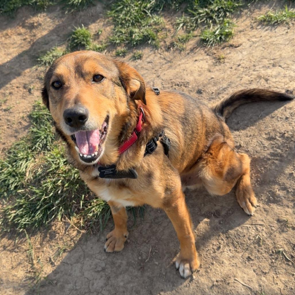 Enlarge Dinky, a Adoptable Shepherd in Marion, VA image 4/6