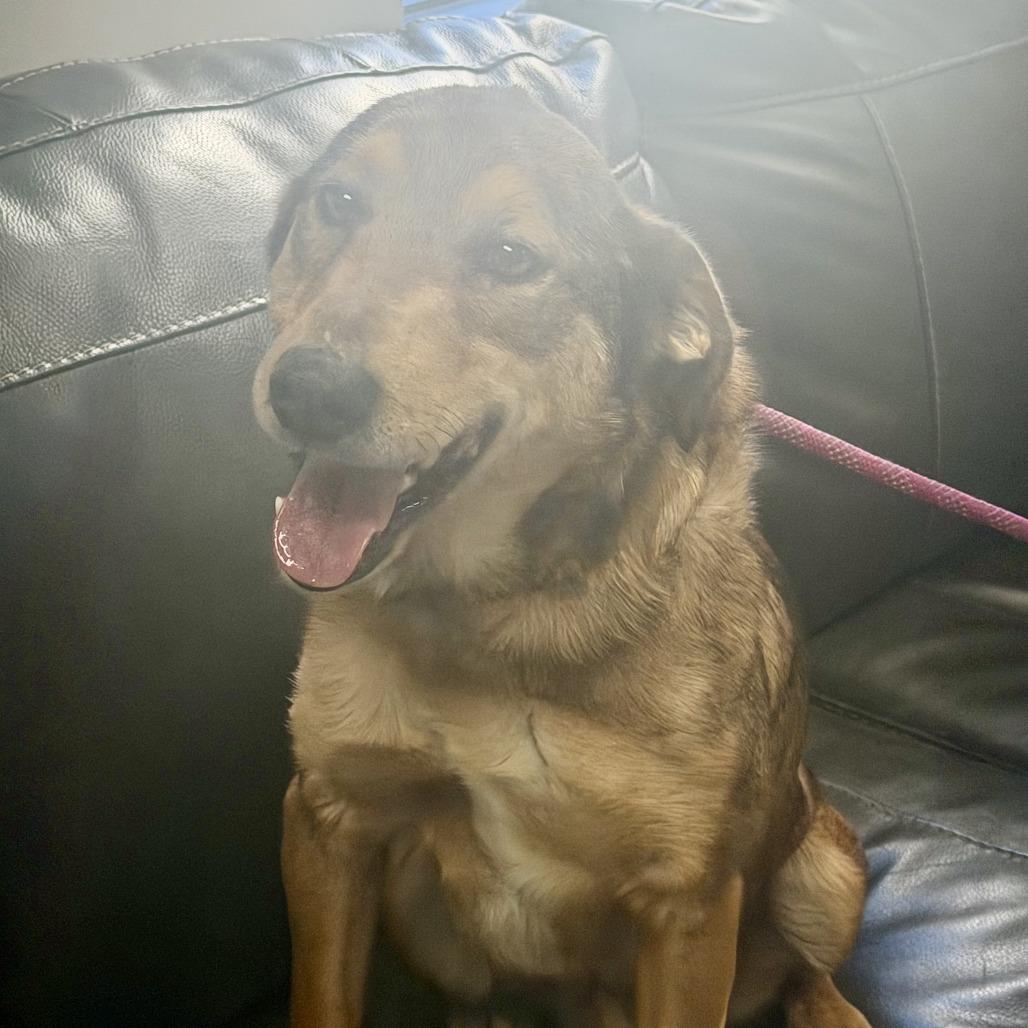 Enlarge Dinky, a Adoptable Shepherd in Marion, VA image 2/2