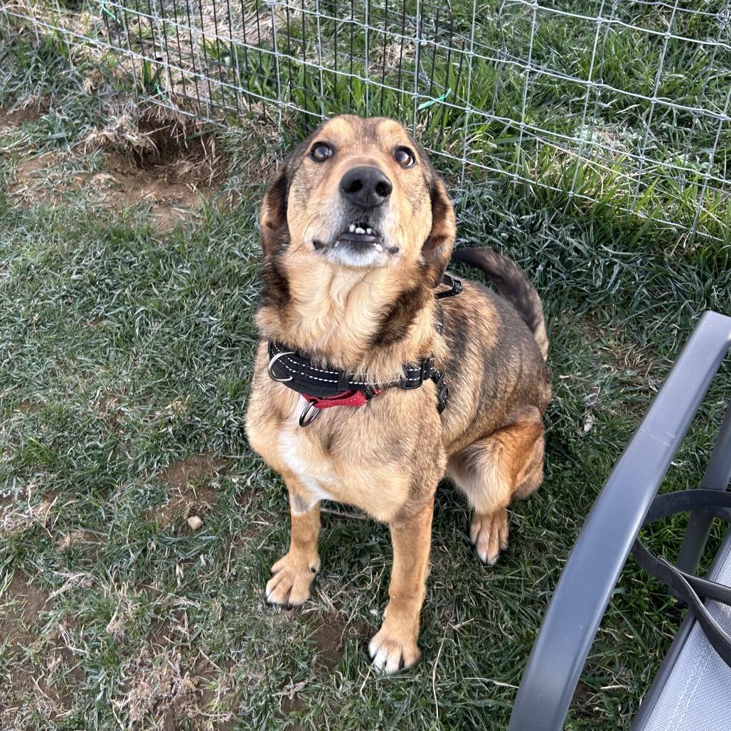 Enlarge Dinky, a Adoptable Shepherd in Marion, VA image 6/6