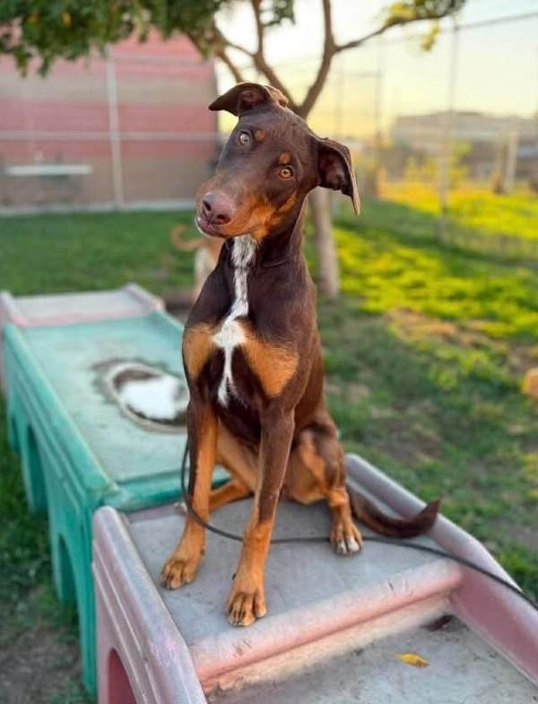 Potluck, Adoptable, Adult Female Doberman Pinscher.