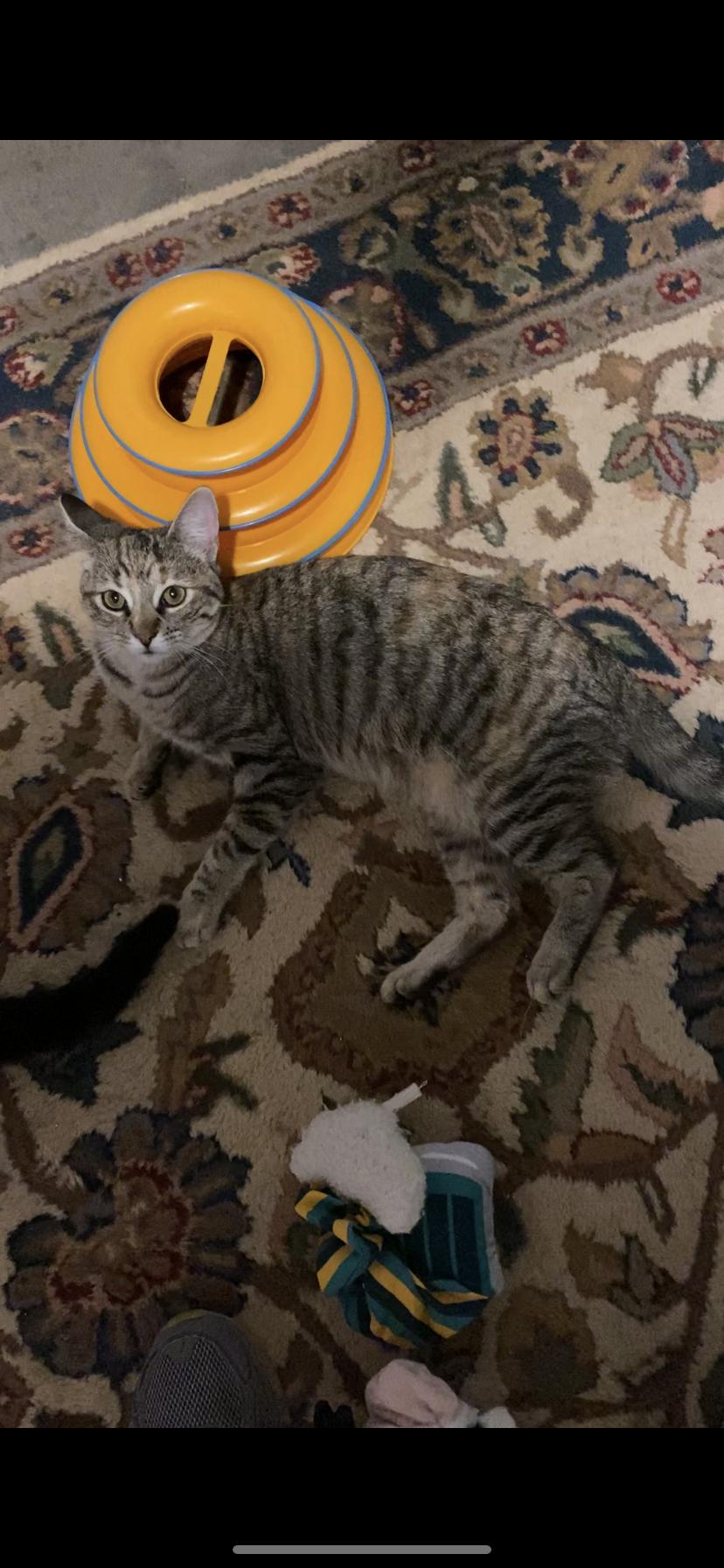 Romaine, Adoptable, Young Female Domestic Short Hair.