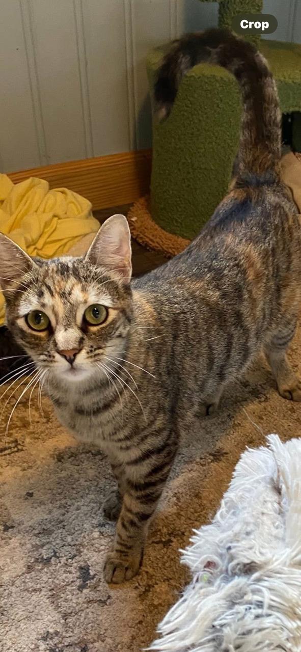 Romaine, Adoptable, Young Female Domestic Short Hair.