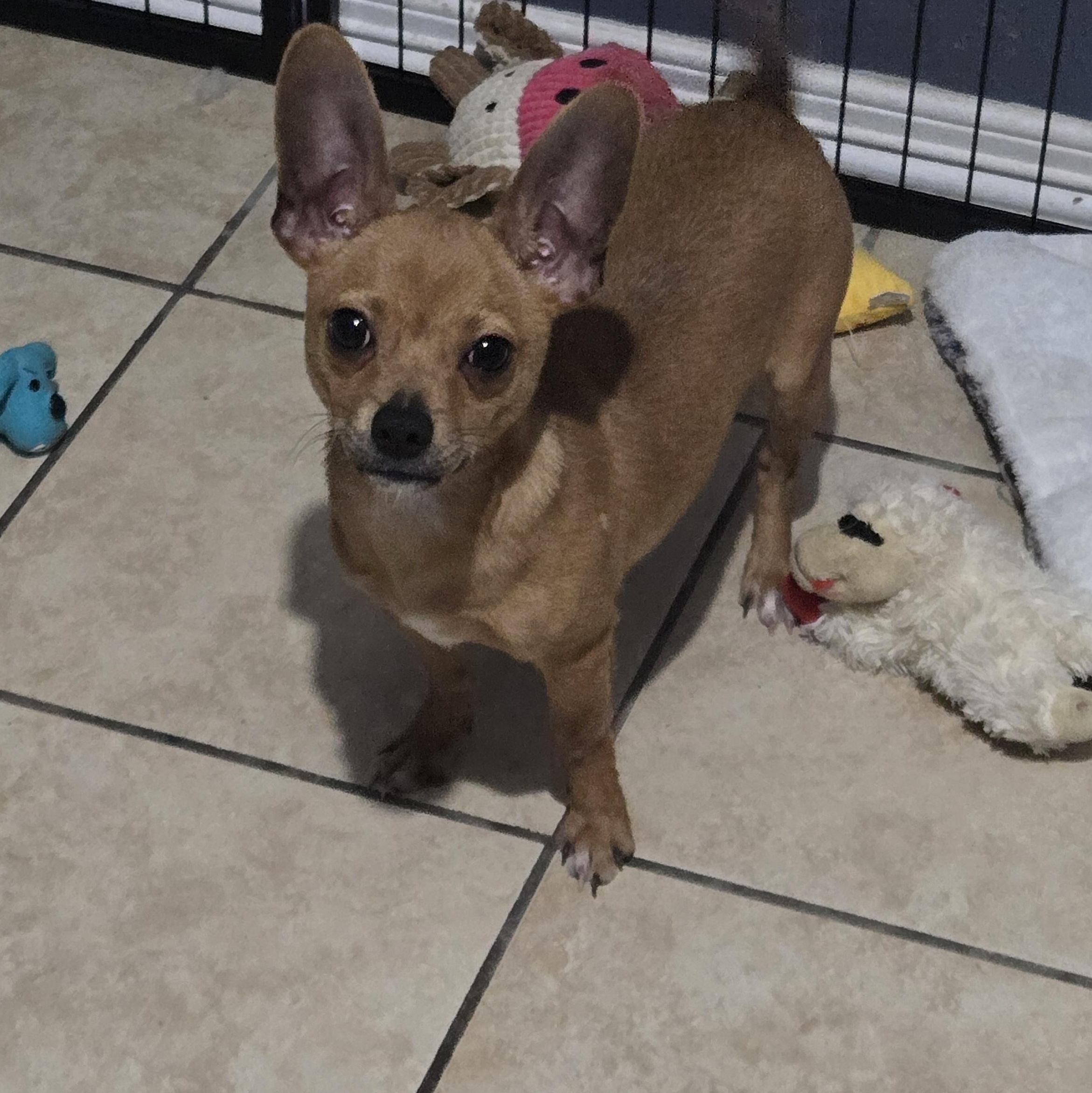 Enlarge Benny, a Adoptable mixed breed in Temple, TX image 3/3