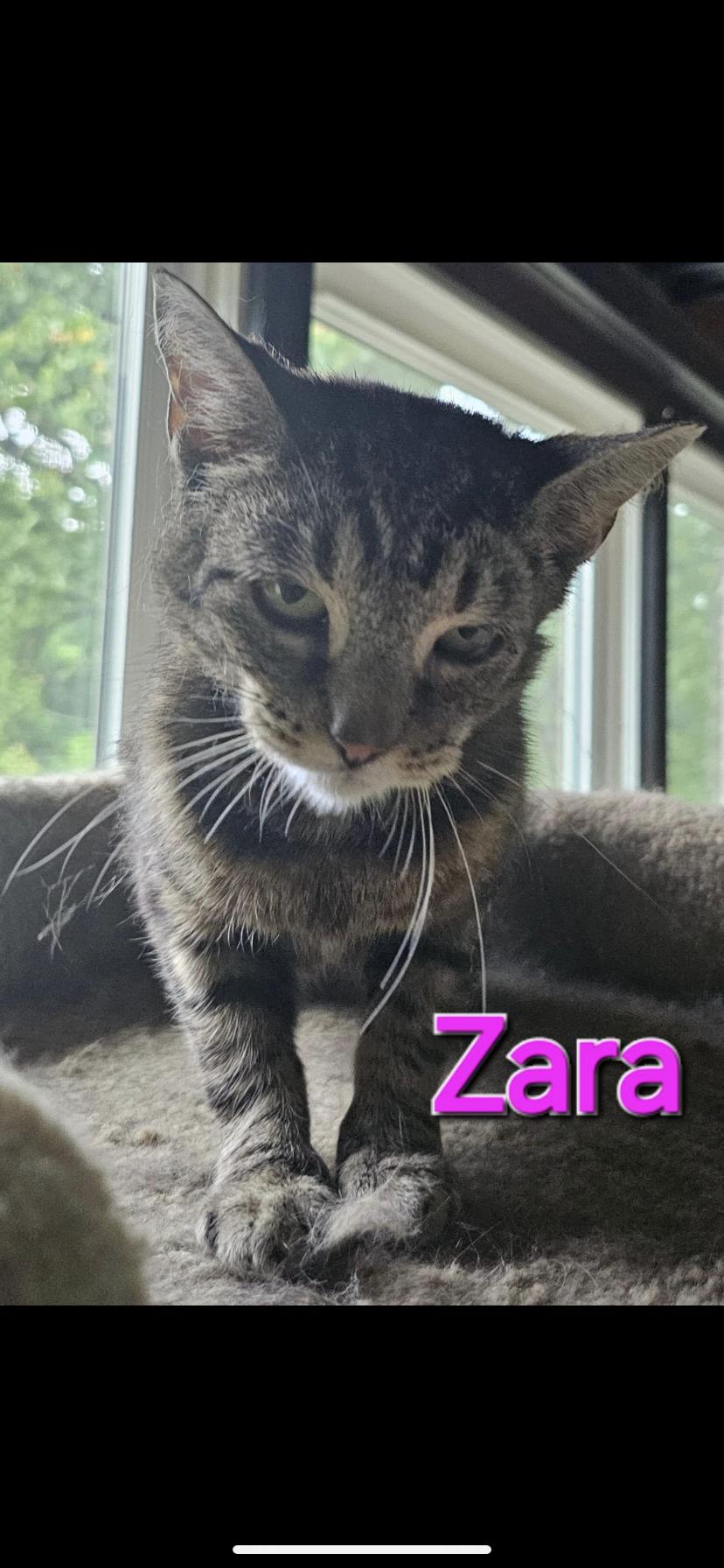 Enlarge Zara, a Adoptable Domestic Short Hair in Greensburg, PA image 1/1