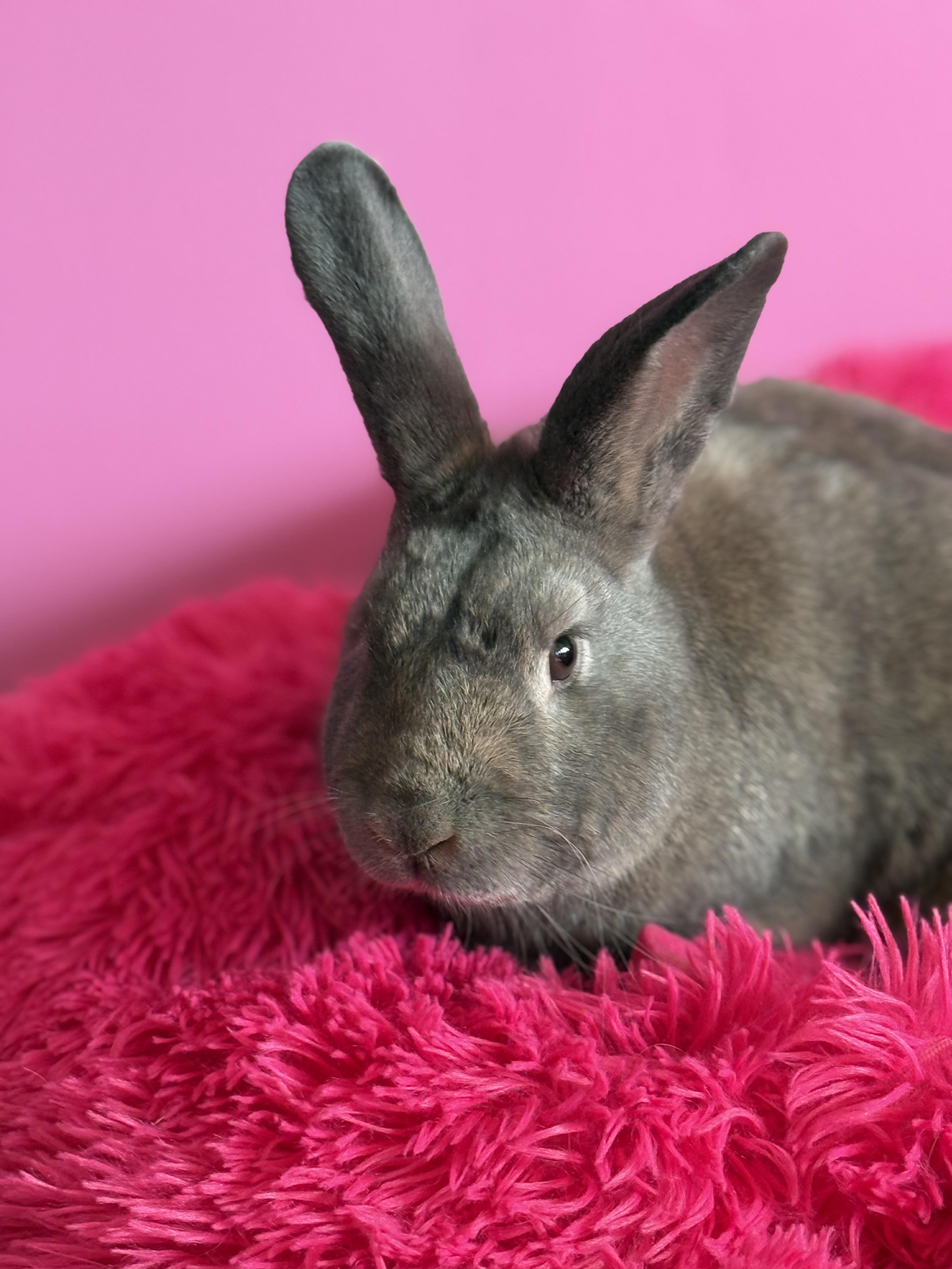 Land Shark, ADOPTABLE, Adult Male New Zealand.