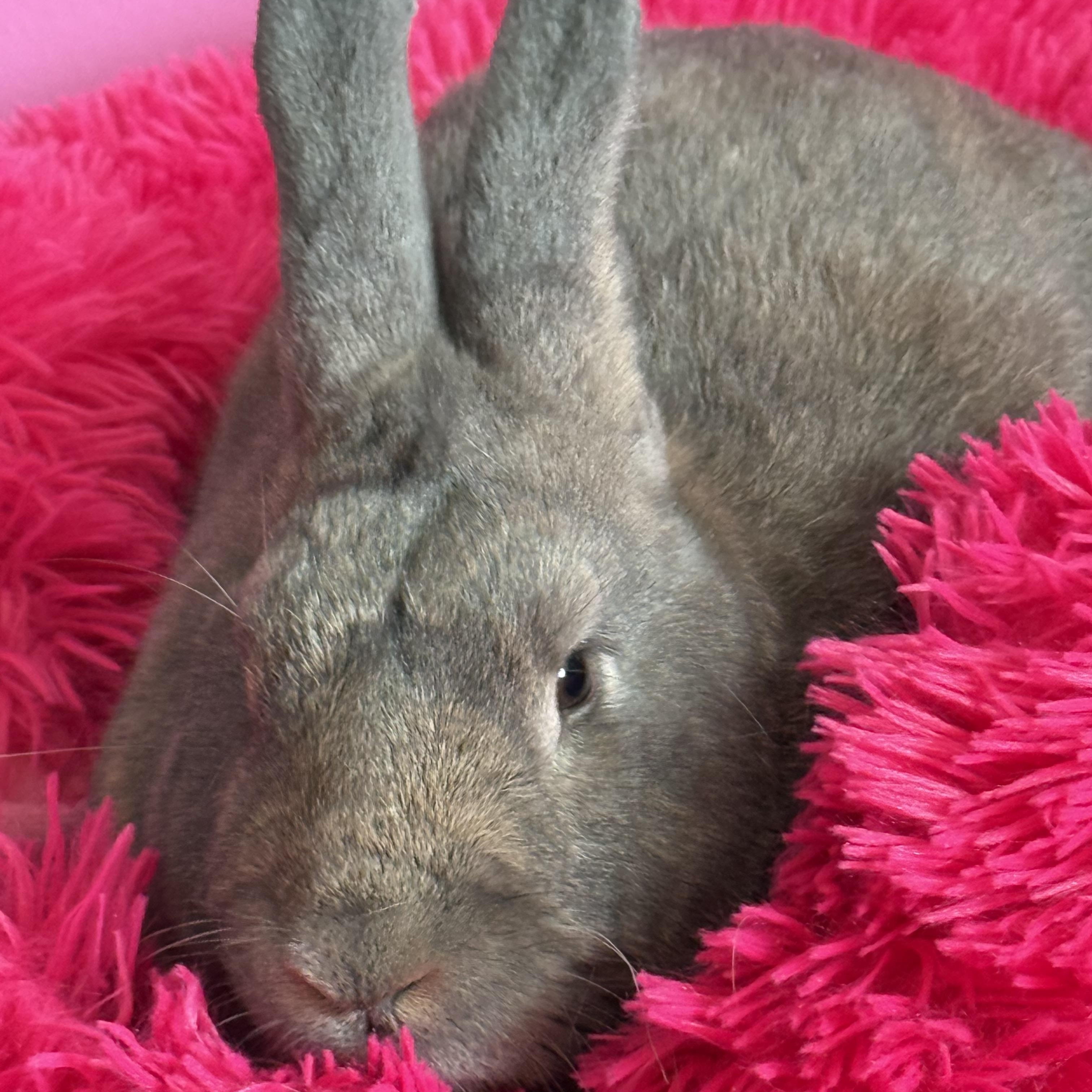 Enlarge Land Shark, a ADOPTABLE New Zealand in St. Charles, MO image 4/6