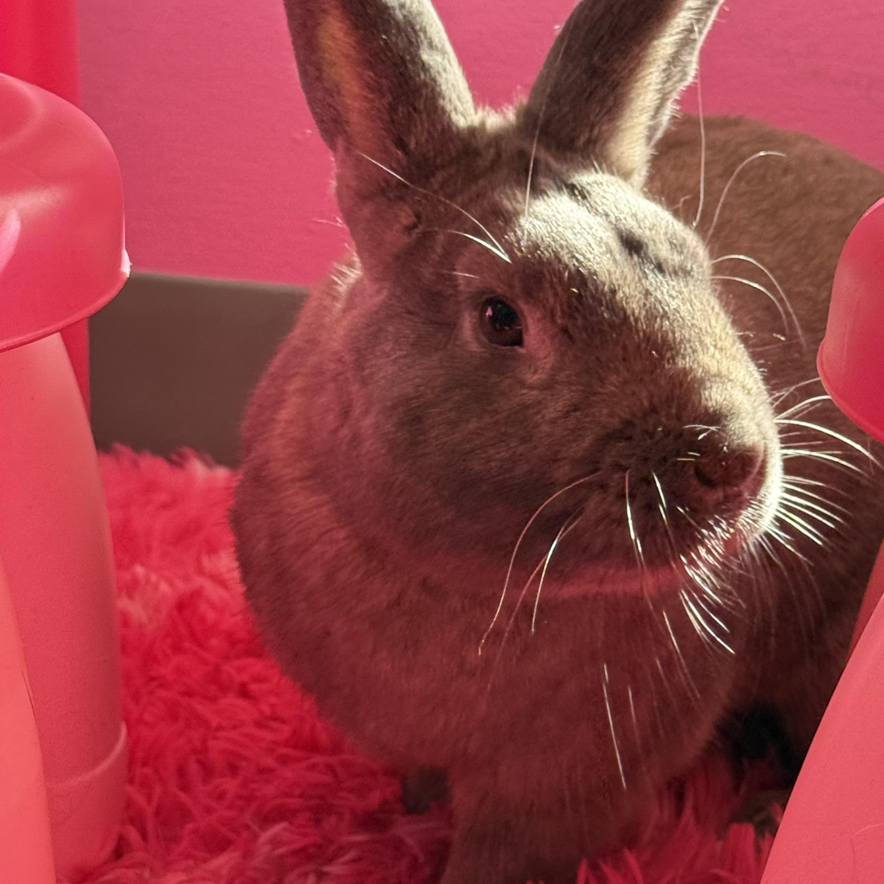 Enlarge Land Shark, a ADOPTABLE New Zealand in St. Charles, MO image 5/6