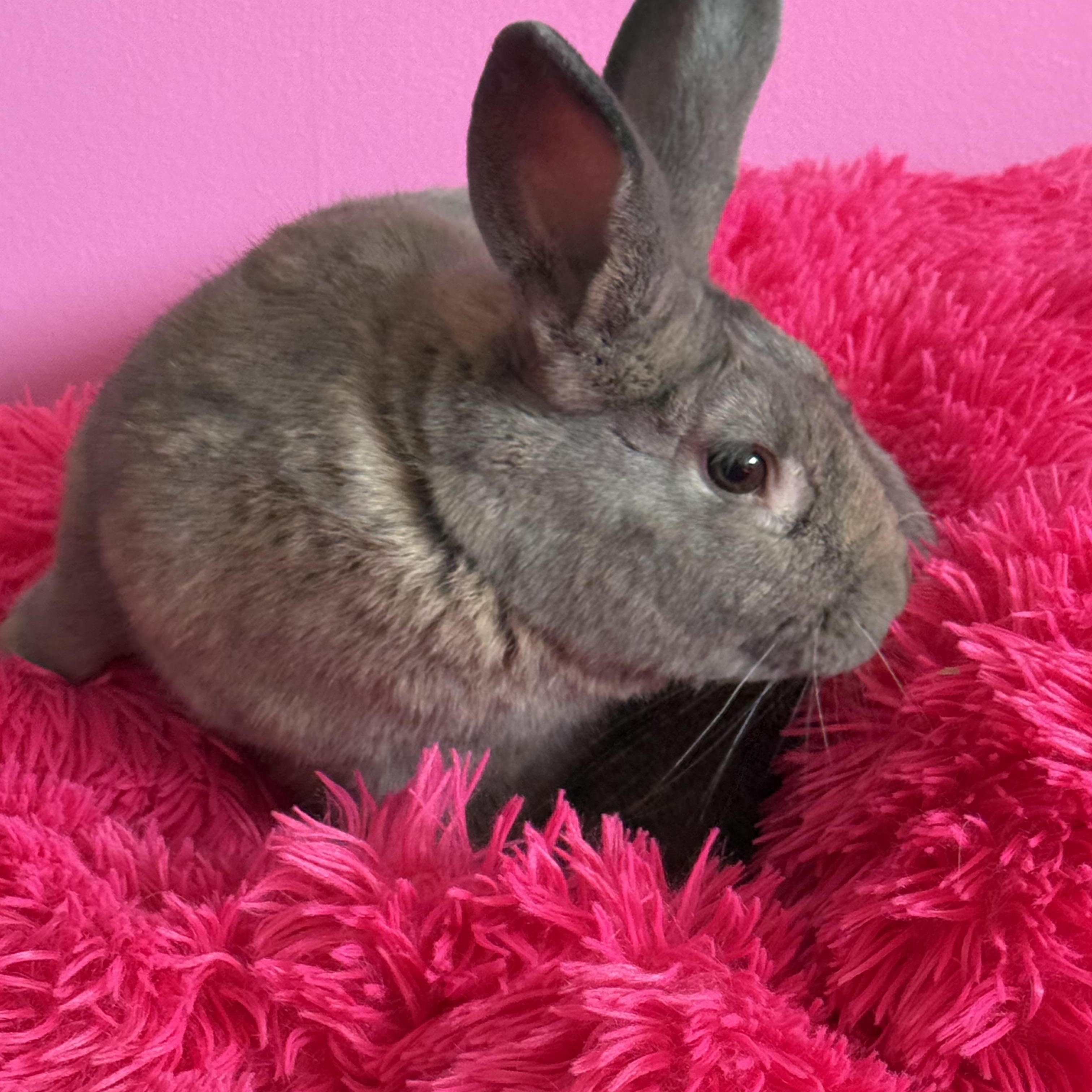 Enlarge Land Shark, a ADOPTABLE New Zealand in St. Charles, MO image 6/6