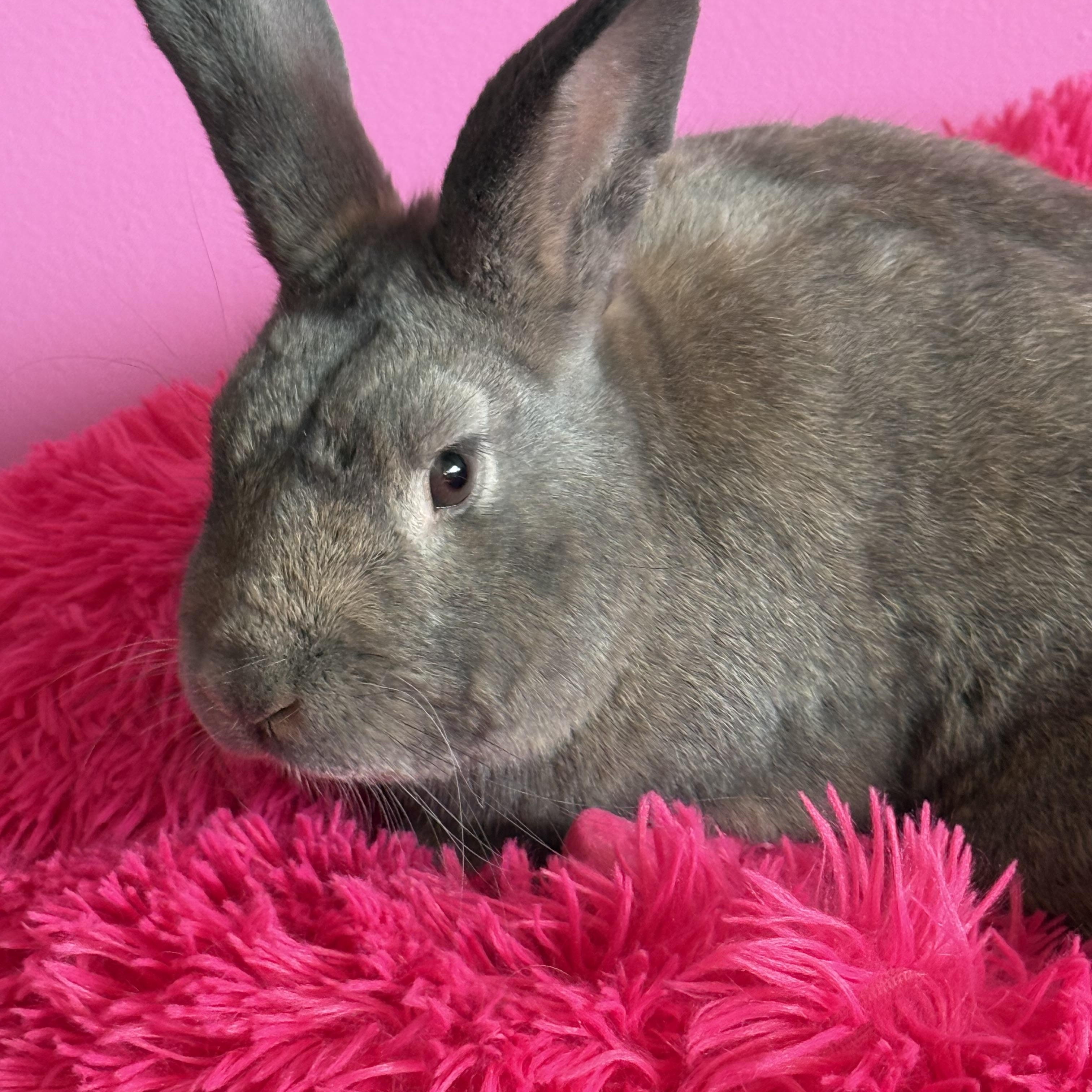 Enlarge Land Shark, a ADOPTABLE New Zealand in St. Charles, MO image 2/6