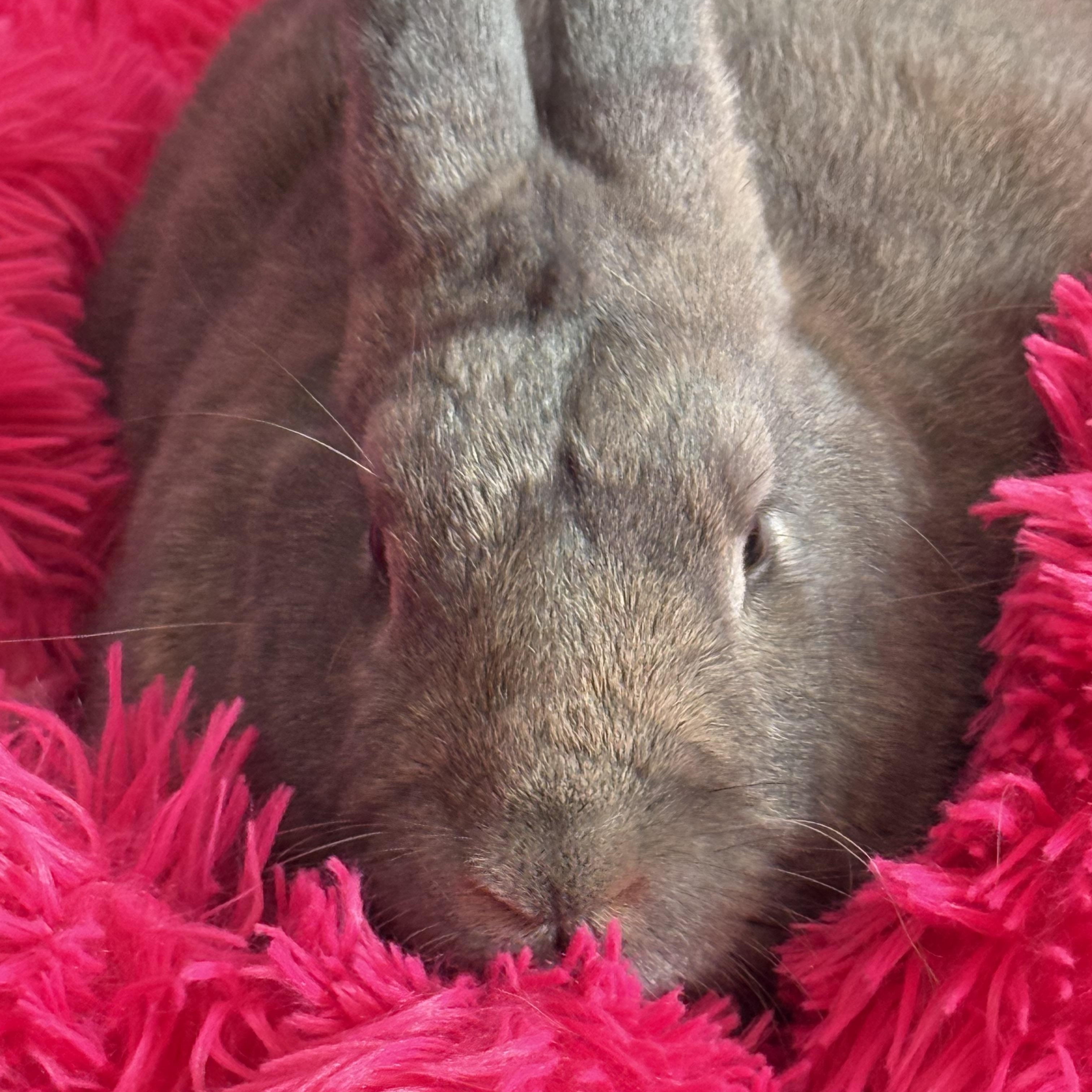 Enlarge Land Shark, a ADOPTABLE New Zealand in St. Charles, MO image 3/6