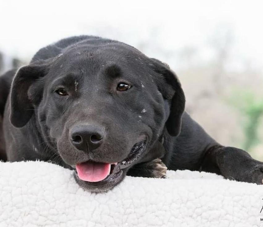 Enlarge Gabby, a Adopted mixed breed in San Antonio, TX image 1/1