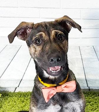 Enlarge AUGGIE, a ADOPTABLE mixed breed in Castro Valley, CA image 1/3