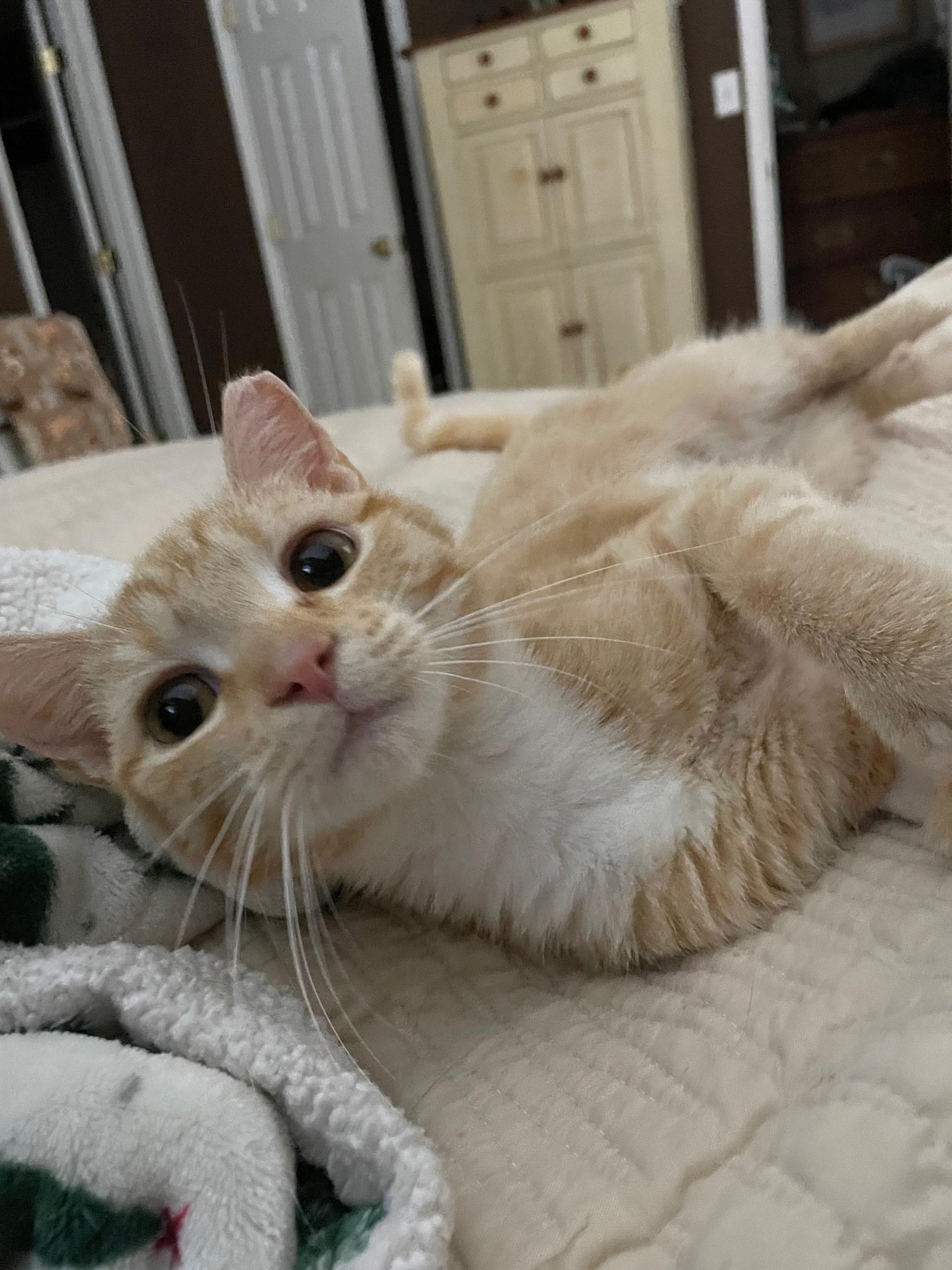 Willie