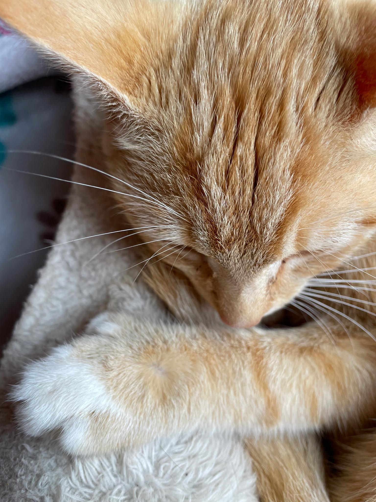 Willie photo 2