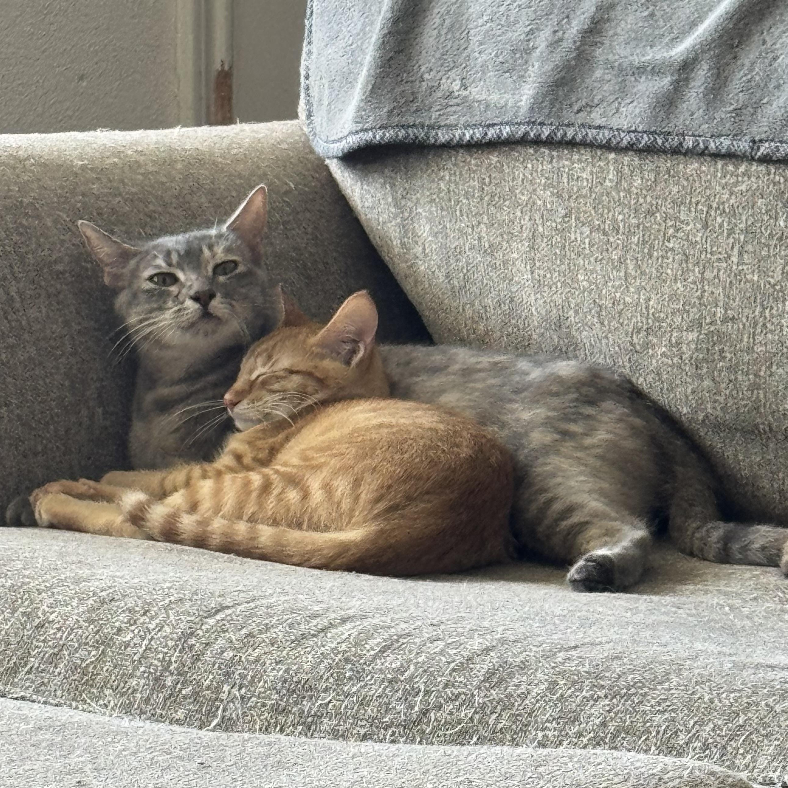 Enlarge Star, a Adopted Domestic Short Hair in Crowley, TX image 5/5