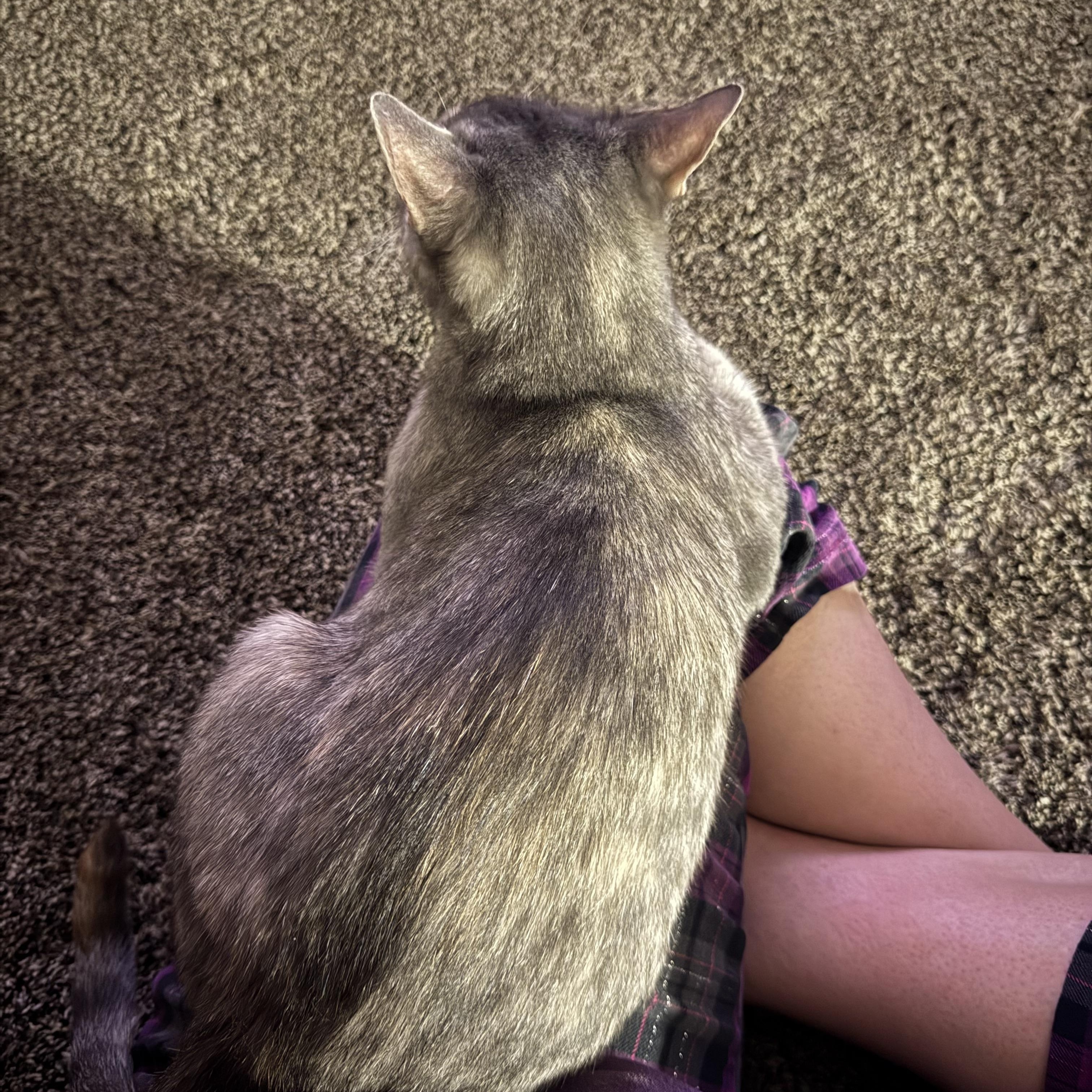 Enlarge Star, a Adopted Domestic Short Hair in Crowley, TX image 2/5