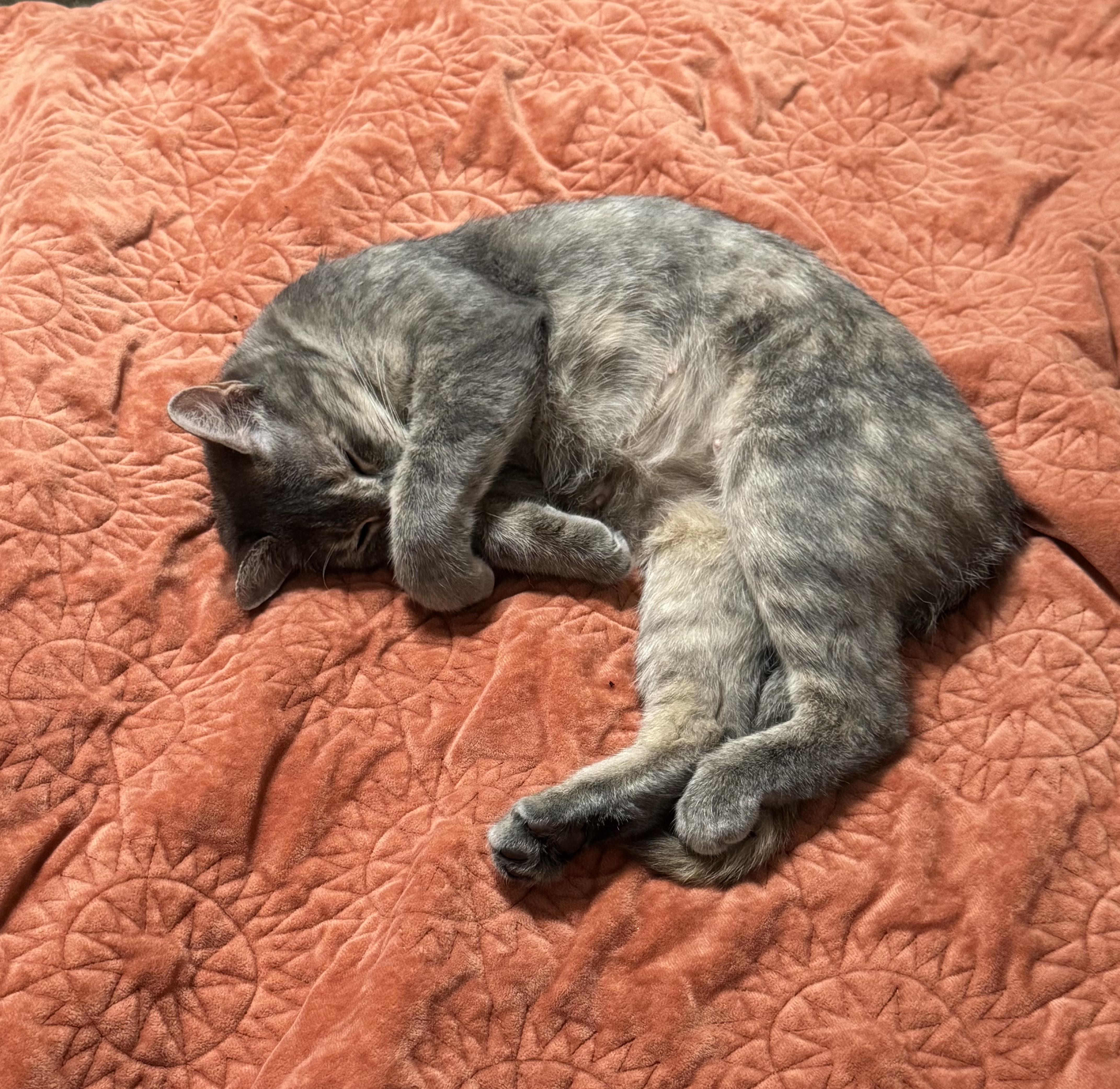 Enlarge Star, a Adopted Domestic Short Hair in Crowley, TX image 4/5