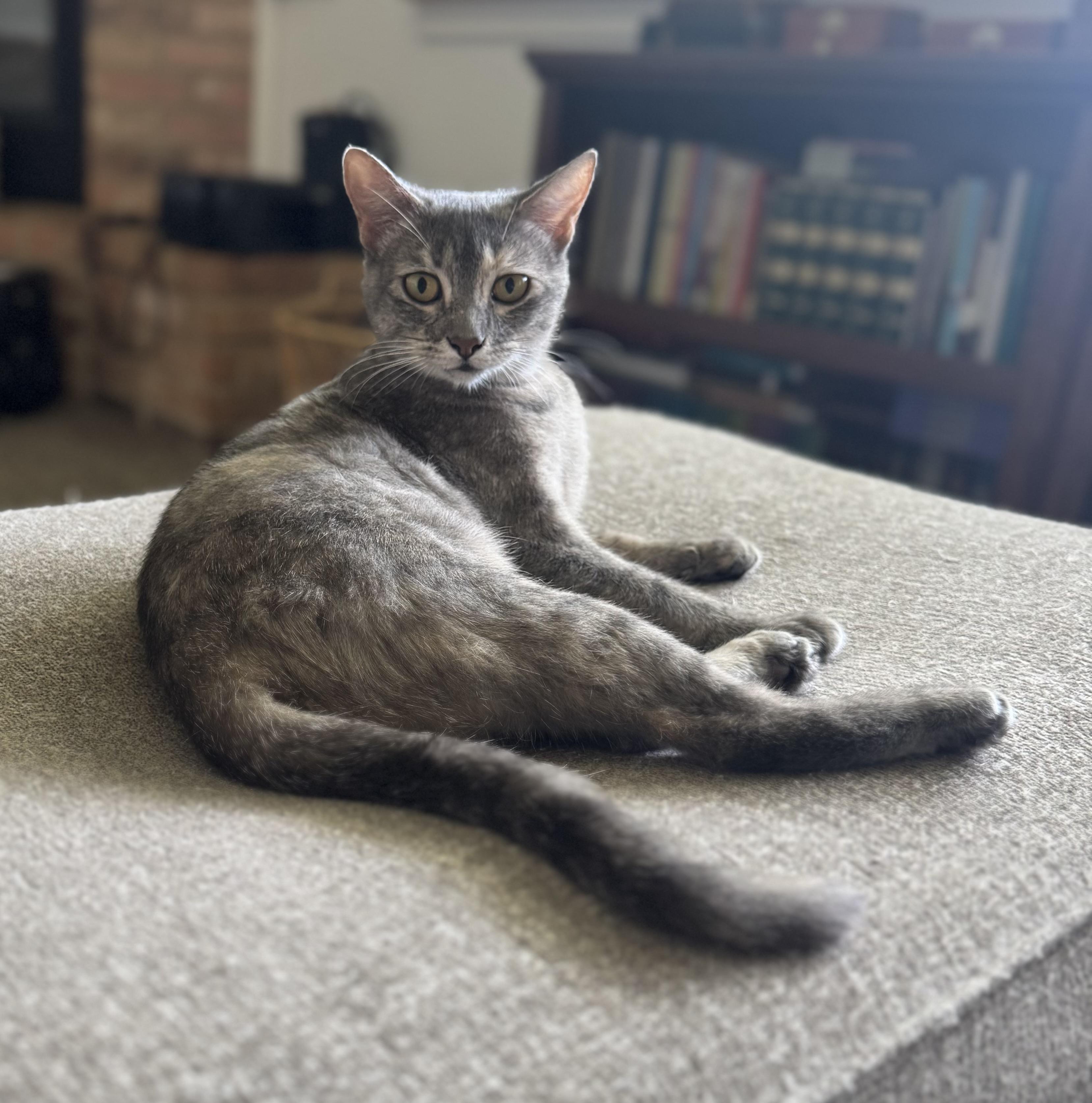 Enlarge Star, a Adopted Domestic Short Hair in Crowley, TX image 1/5