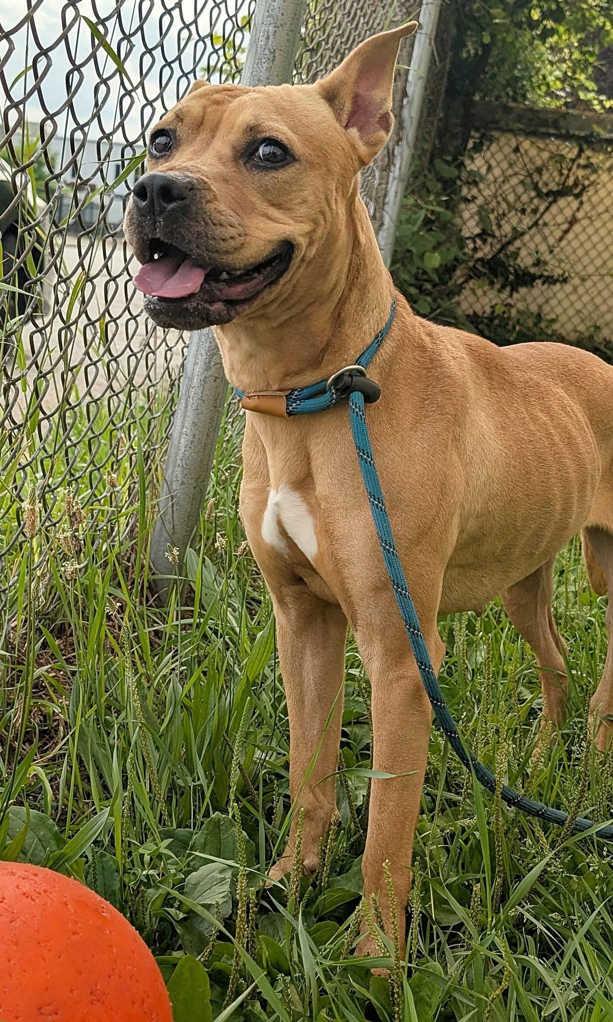 Enlarge Gianna, a ADOPTABLE Pit Bull Terrier in Chicago, IL image 4/4