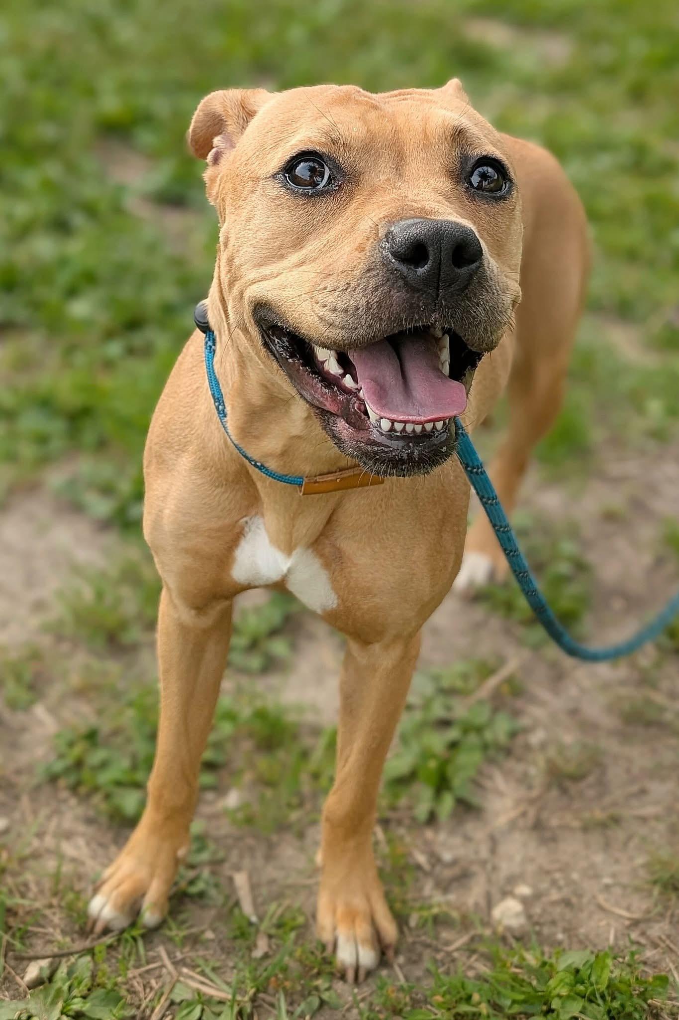 Gianna, ADOPTABLE, Adult Female Pit Bull Terrier.