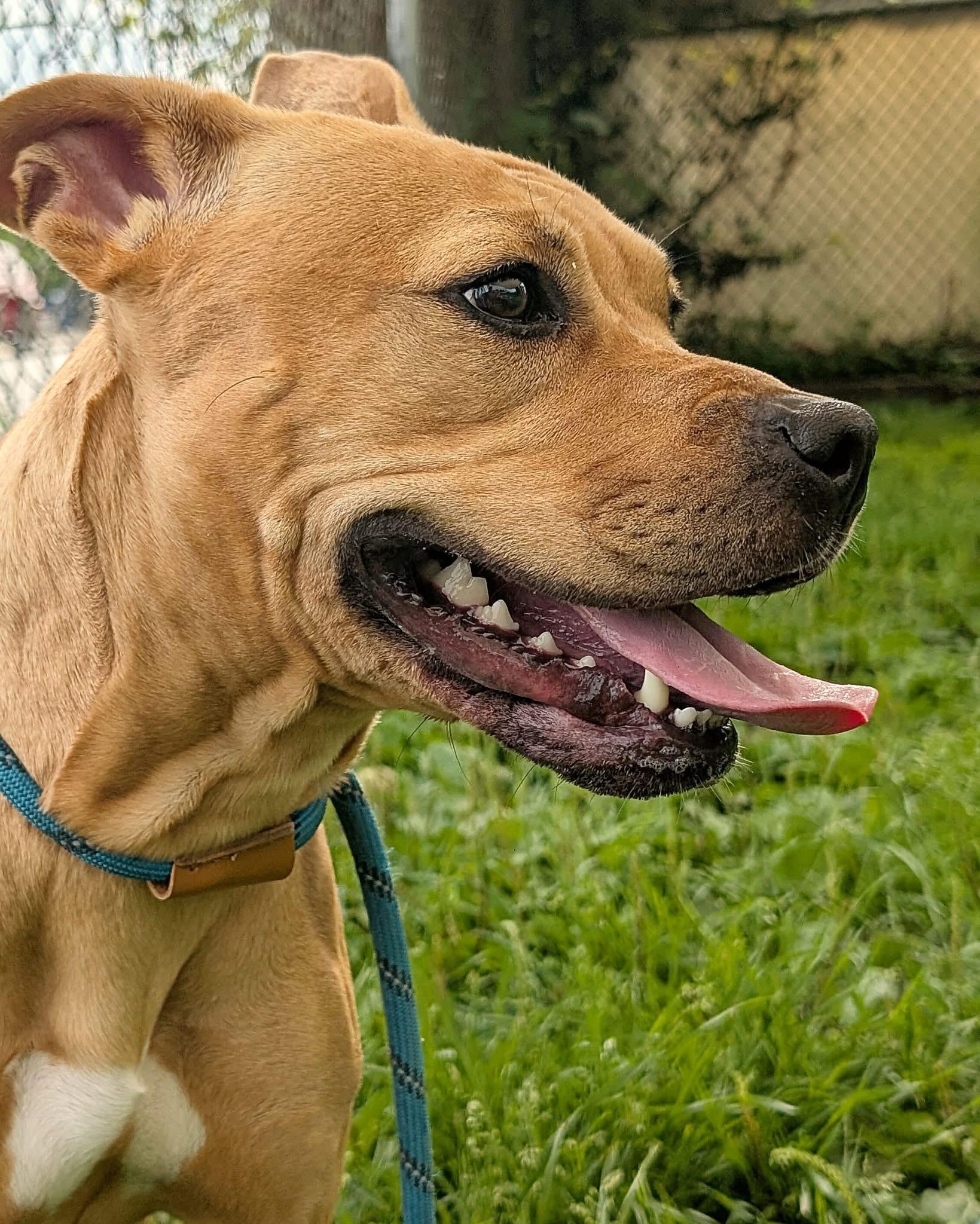 Enlarge Gianna, a ADOPTABLE Pit Bull Terrier in Chicago, IL image 2/4
