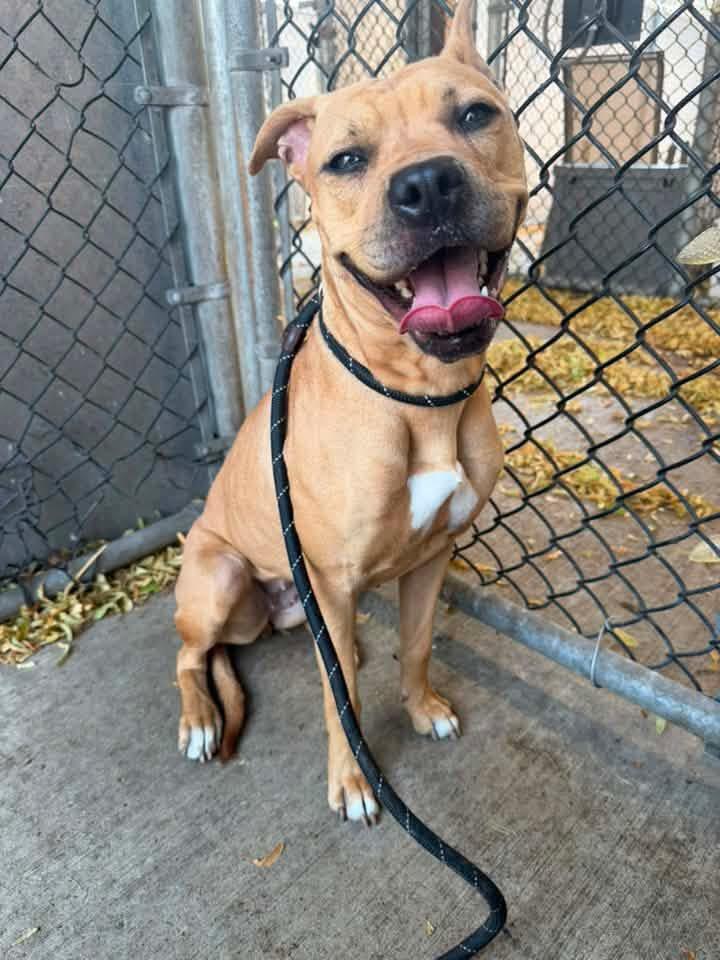 Enlarge Gianna, a ADOPTABLE Pit Bull Terrier in Chicago, IL image 3/4