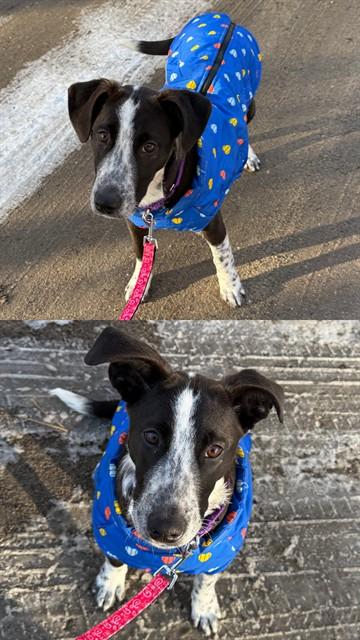 DANA, Adoptable, Young Female Labrador Retriever & Mixed Breed.