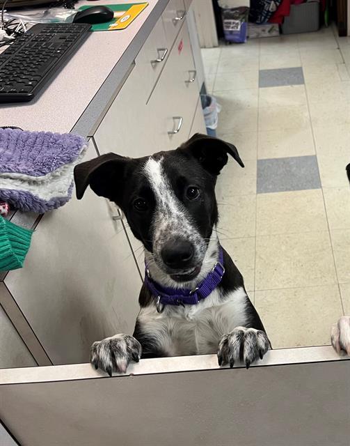 DANA, Adoptable, Young Female Labrador Retriever & Mixed Breed.