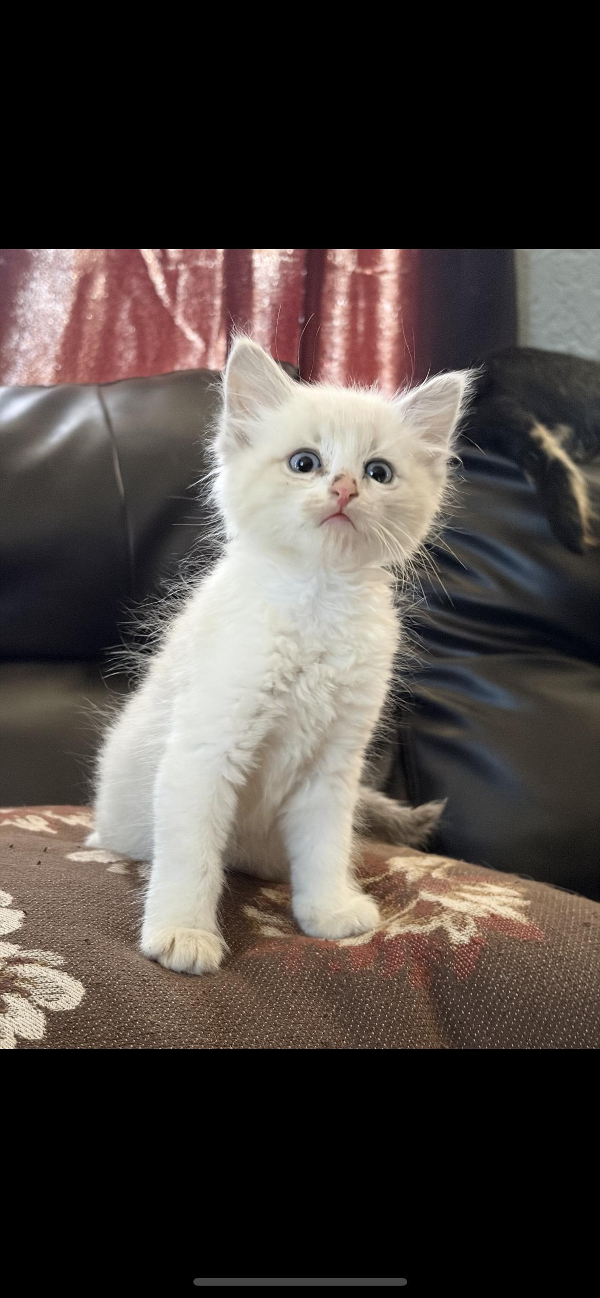 Enlarge Macaroni, an adopted Domestic Medium Hair in Palmdale, CA image 1/1