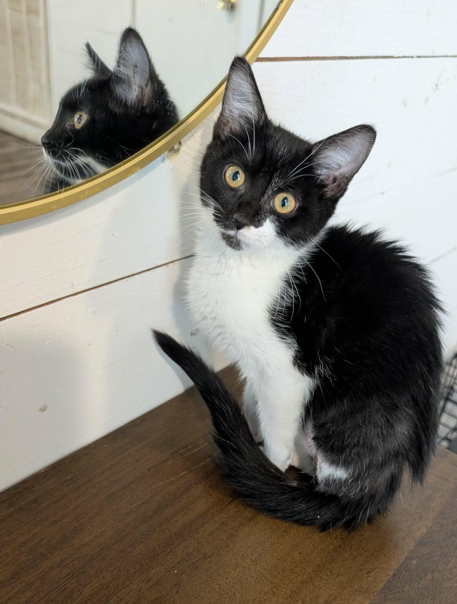 Willow (Allison-fostered in New England), Adoptable, Kitten Female Tuxedo & Domestic Short Hair.