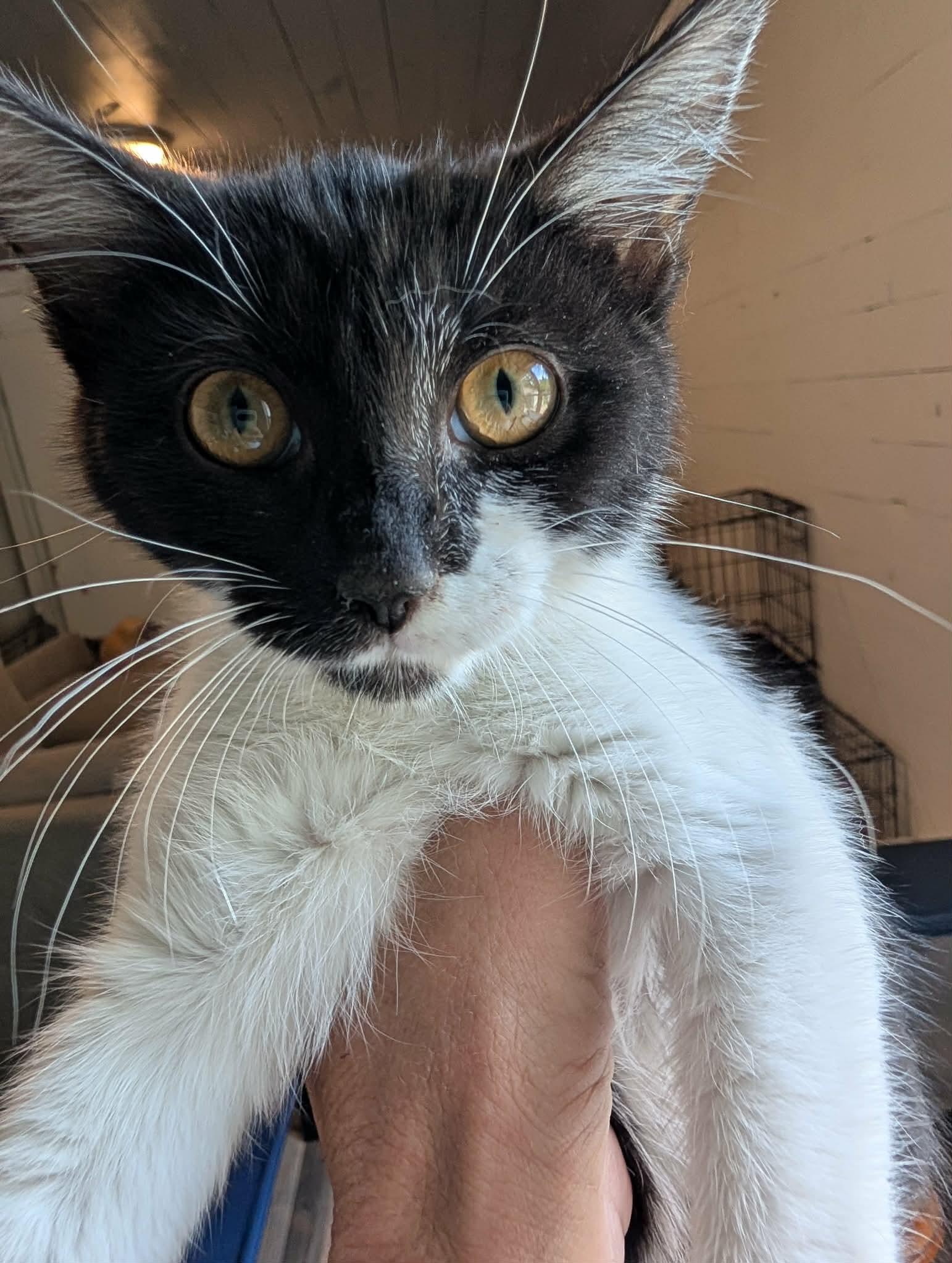 Enlarge Willow (Nancy-fostered in TN), a Adoptable mixed breed in Brooklyn, CT image 5/6