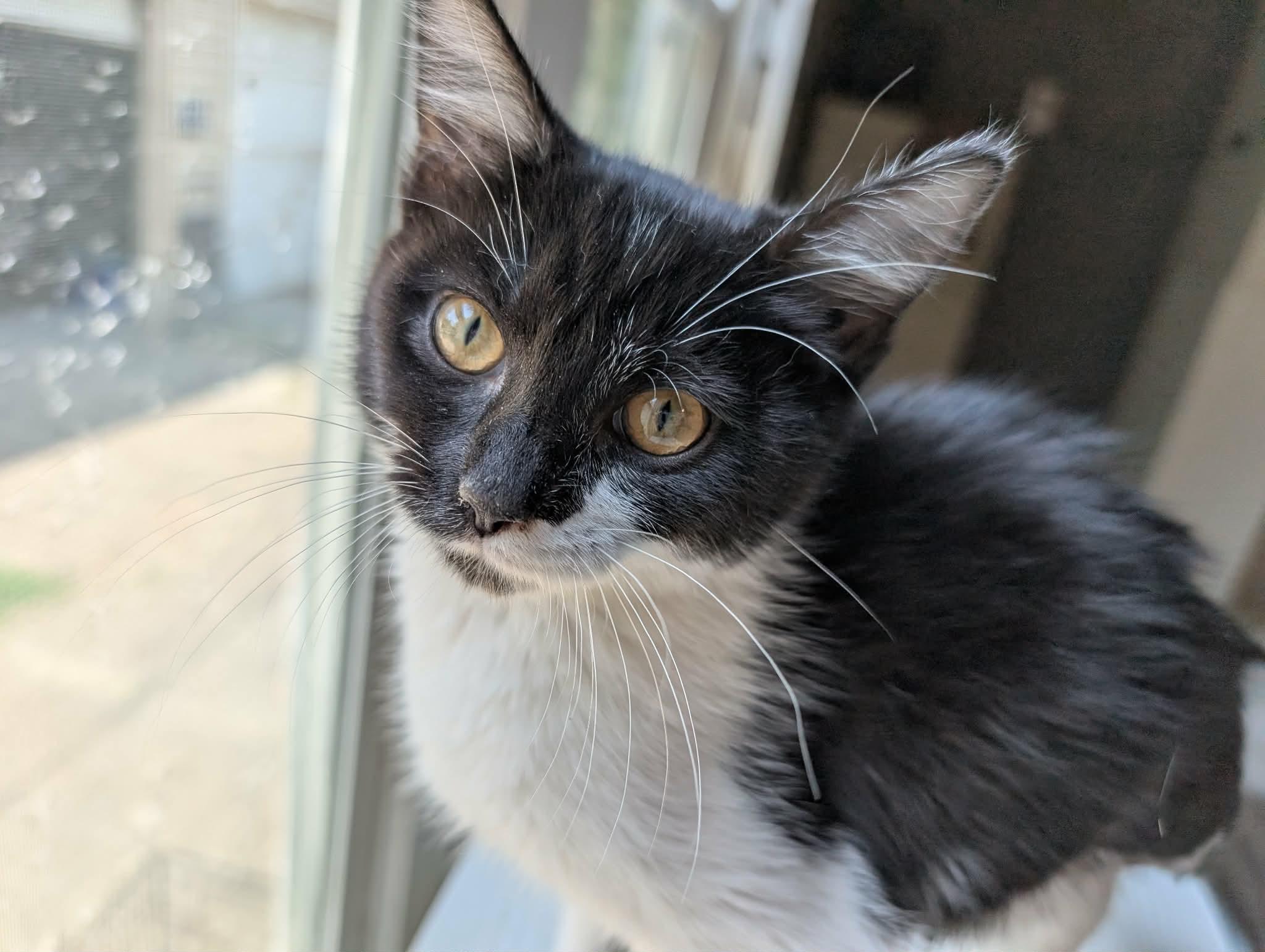 Willow (Nancy-fostered in TN), Adoptable, Kitten Female Tuxedo & Domestic Short Hair.