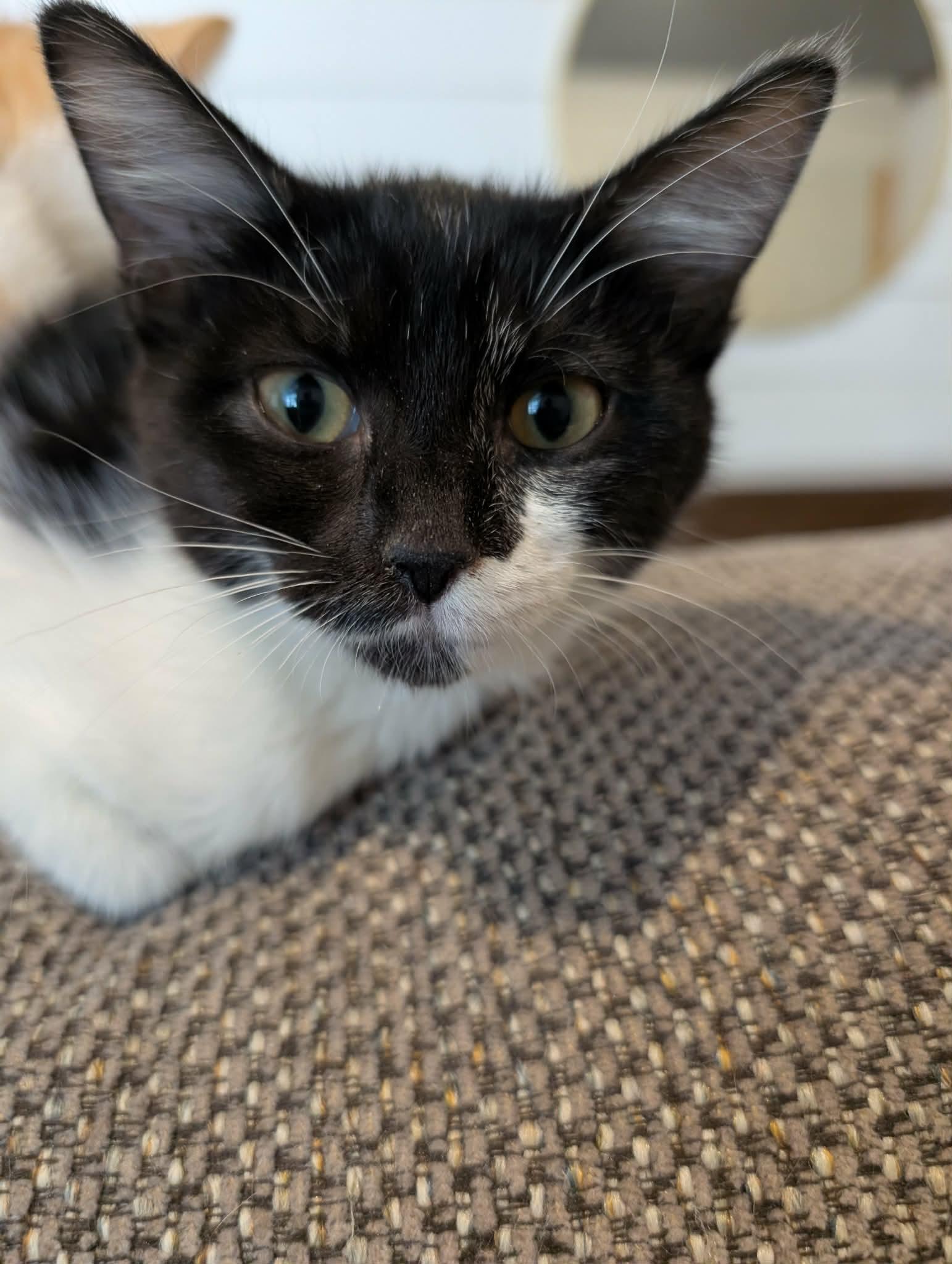 Enlarge Willow (Nancy-fostered in TN), a Adoptable mixed breed in Brooklyn, CT image 4/6