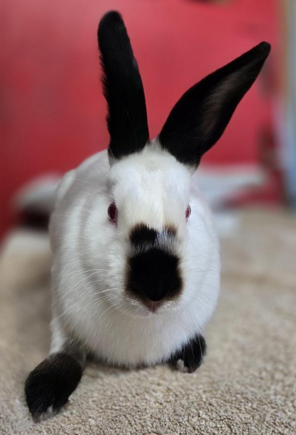 Troy, Adoptable, Young Male Californian.