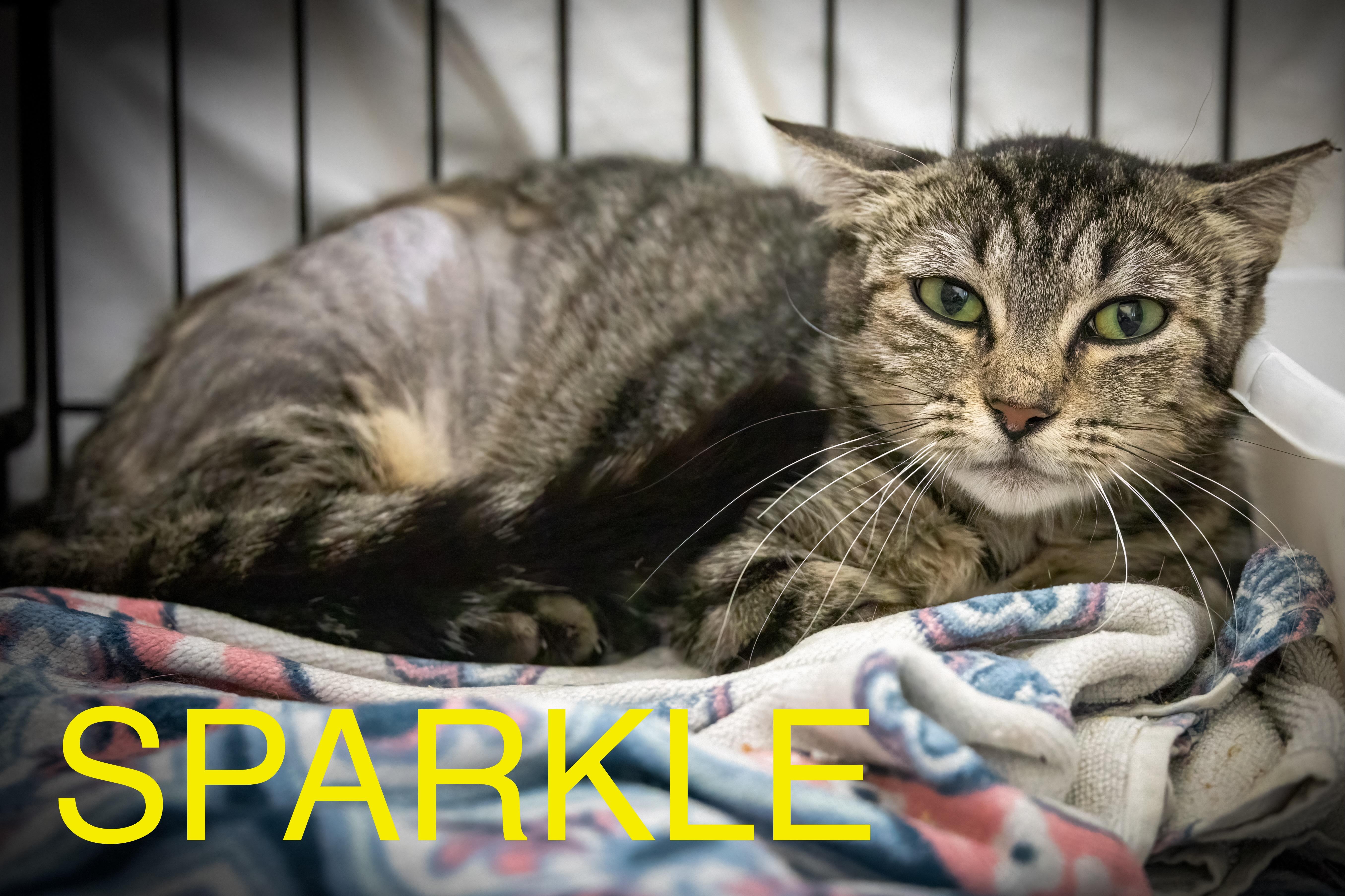Sparkle (FCID# 06/25/2025 - 41 Trainer) photo 3