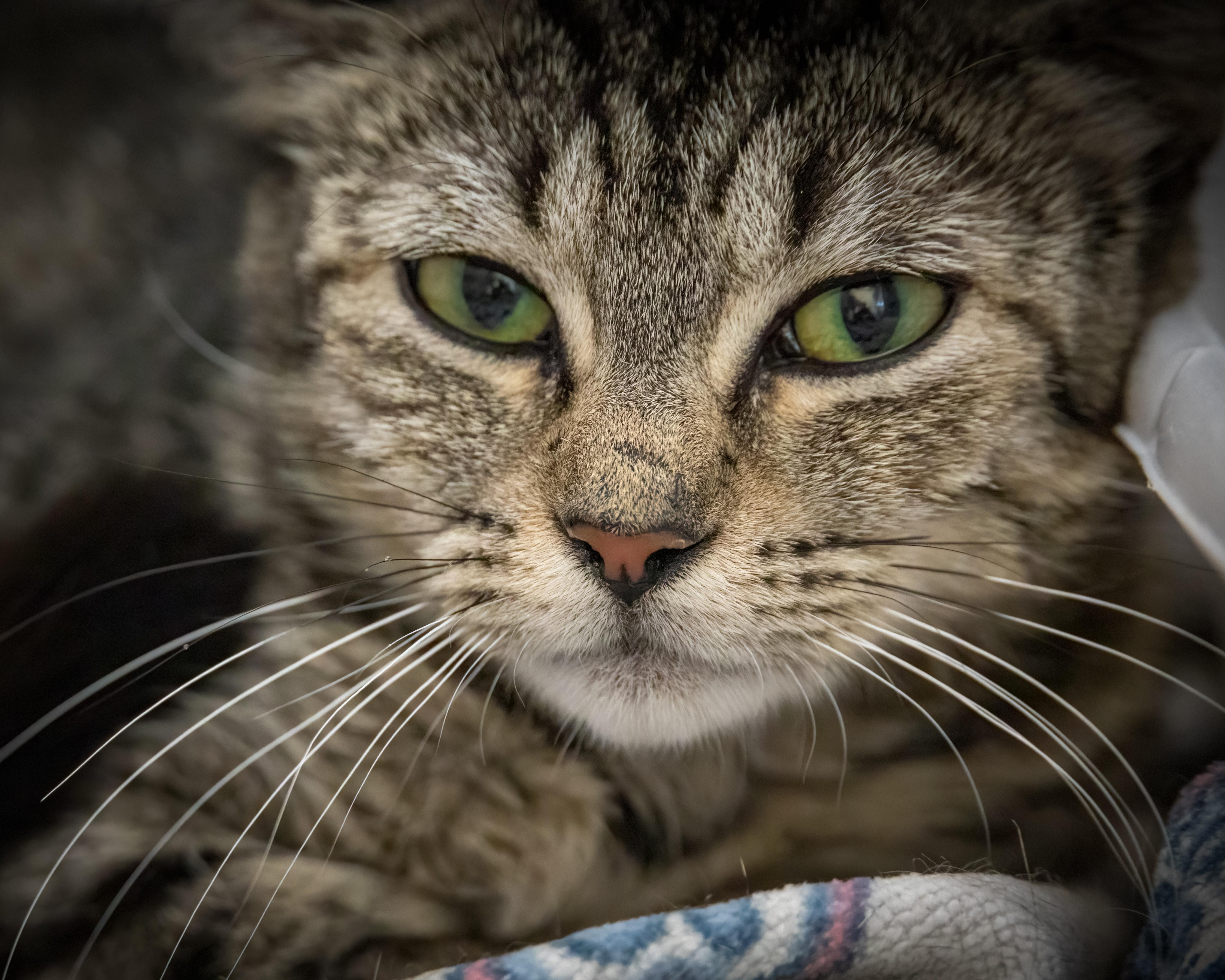 Sparkle (FCID# 06/25/2025 - 41 Trainer), Young Female Tabby