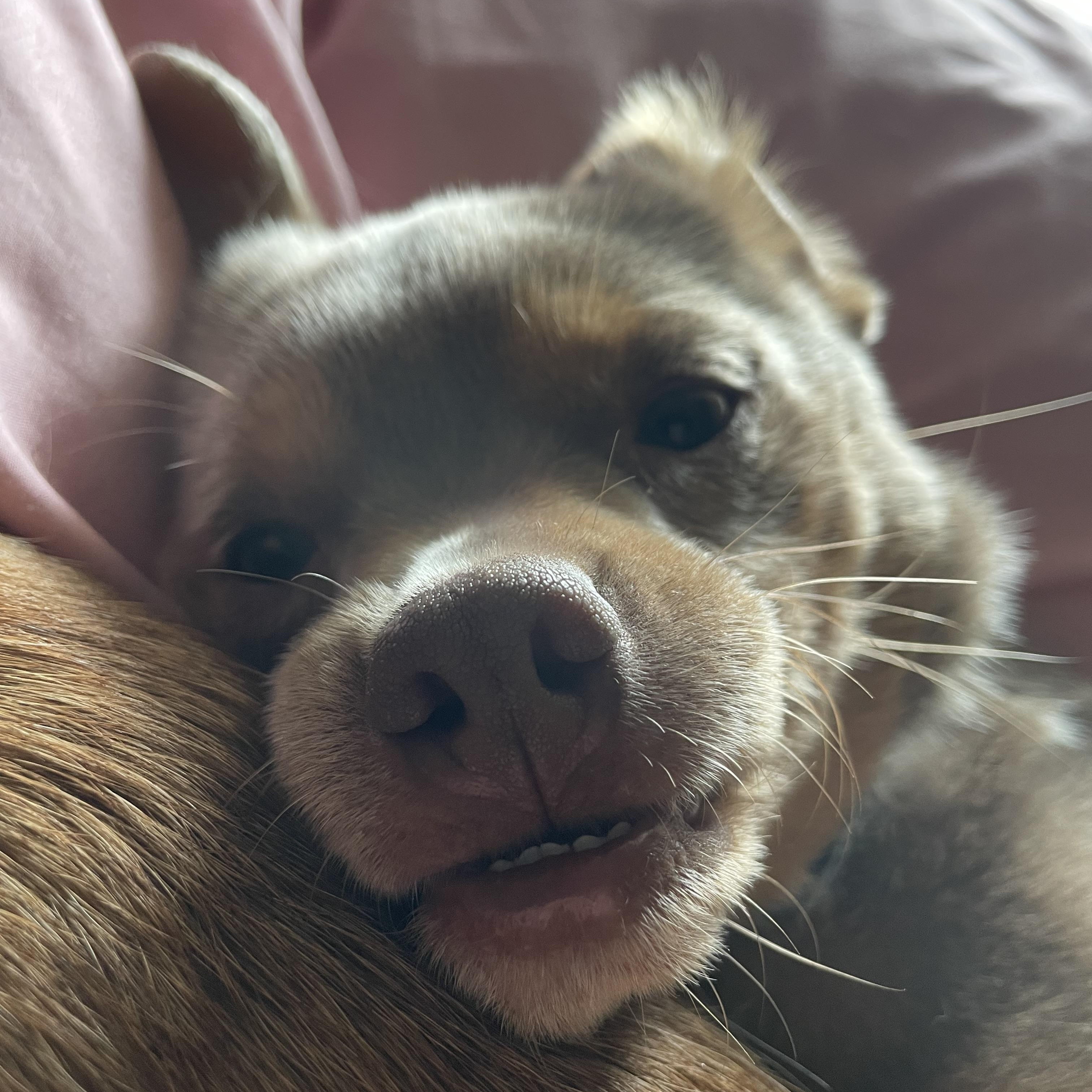 Enlarge Rocco, a Adoptable mixed breed in Middlebury, CT image 2/4