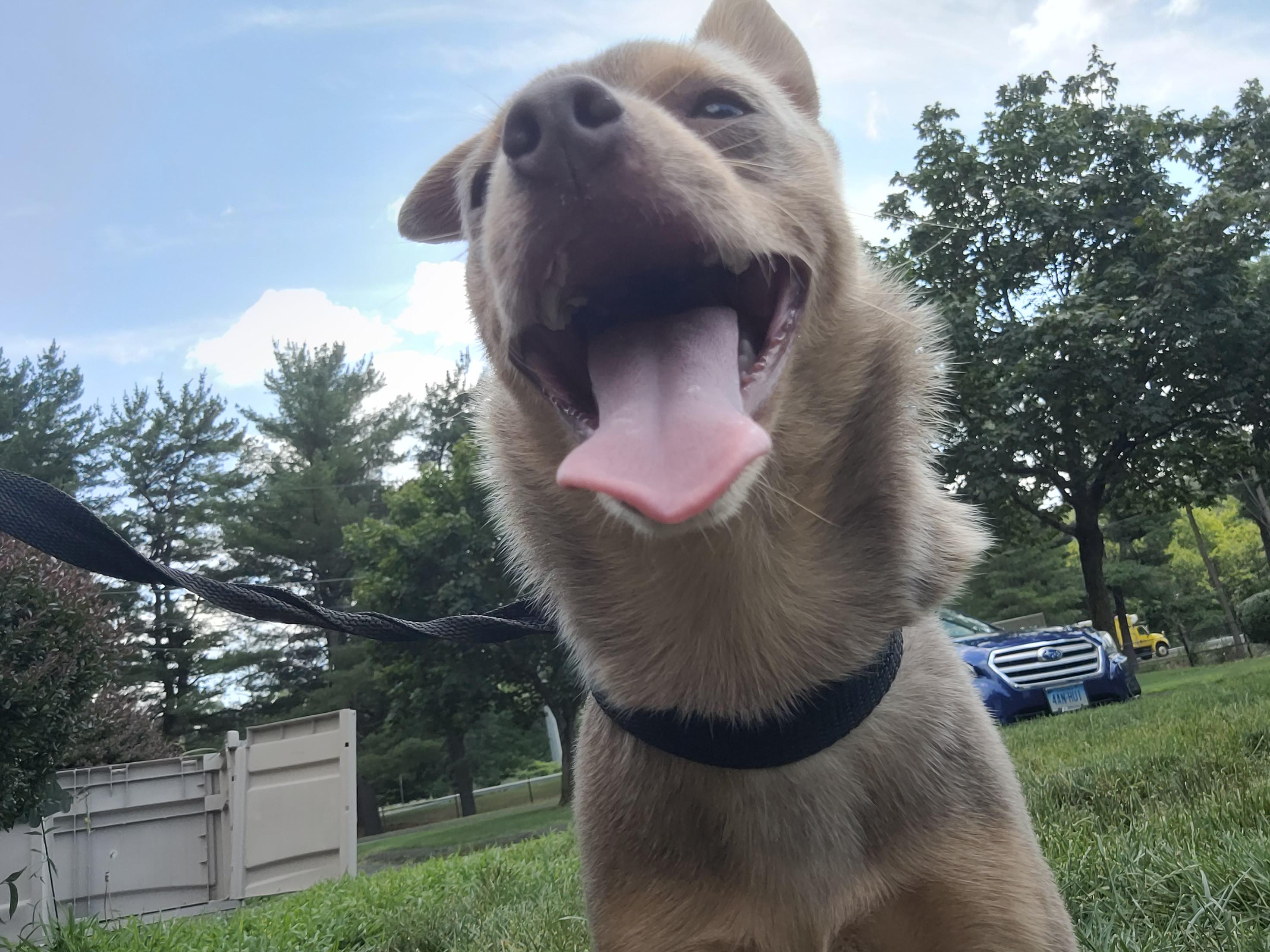 Enlarge Rocco, a Adoptable mixed breed in Middlebury, CT image 3/4