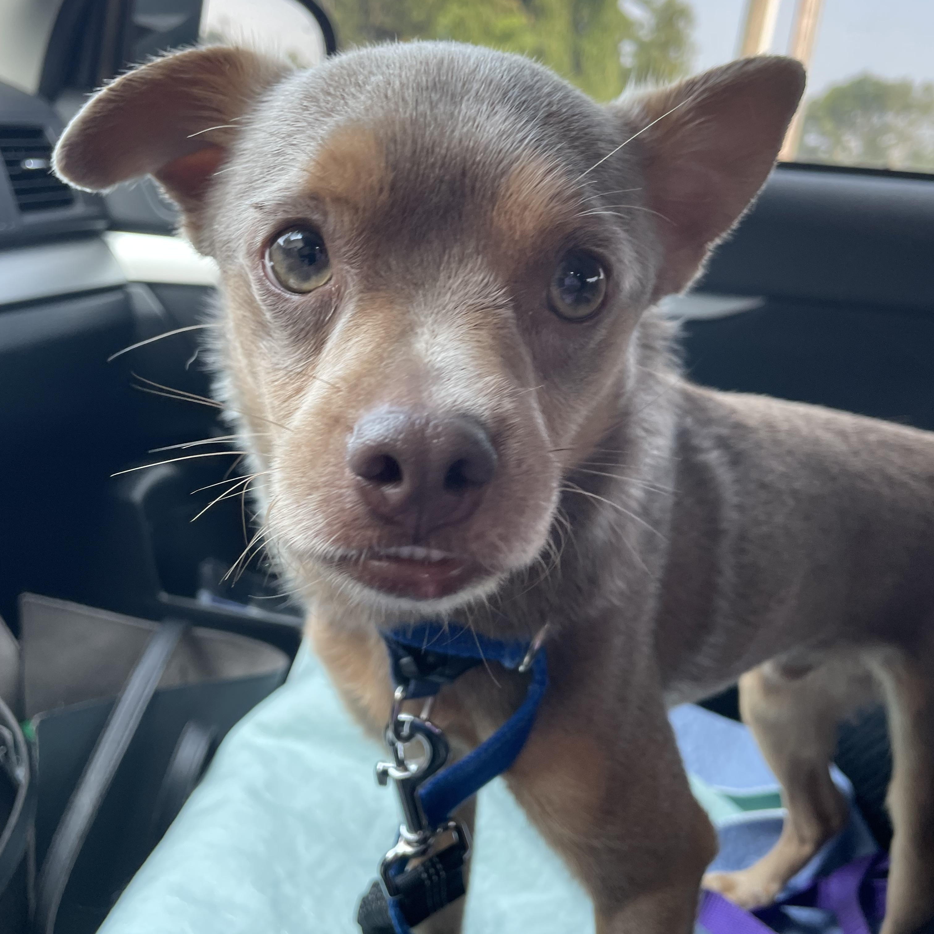 Enlarge Rocco, a Adoptable mixed breed in Middlebury, CT image 4/4
