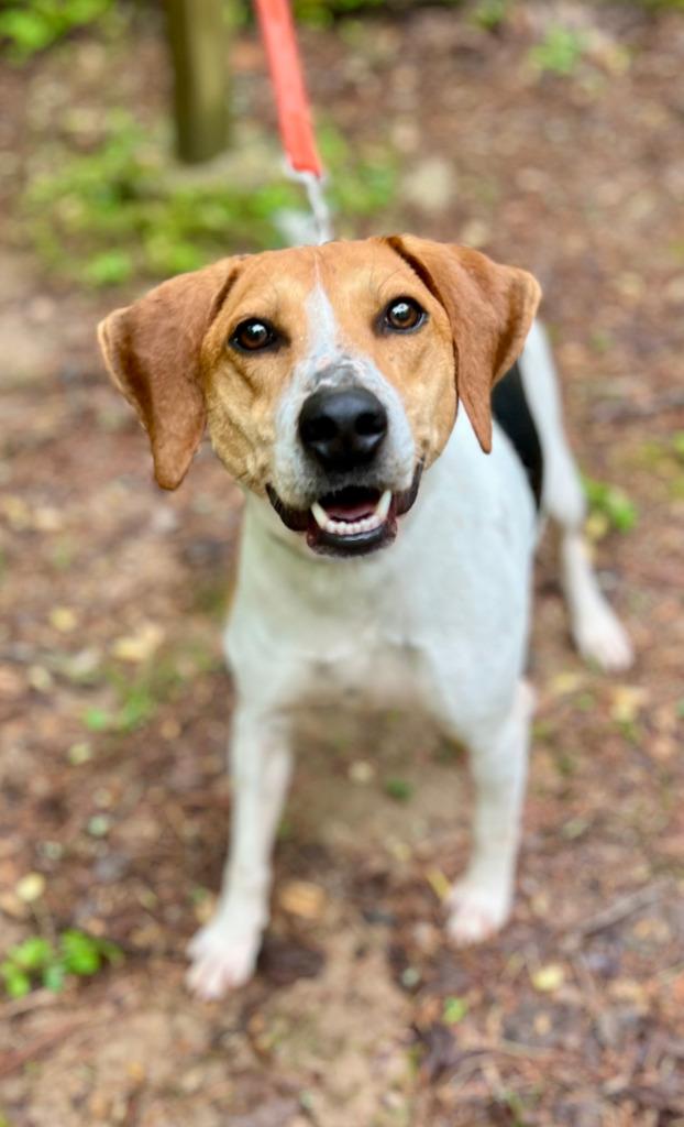 Enlarge Joe, a Adoptable mixed breed in Ellijay, GA image 1/5
